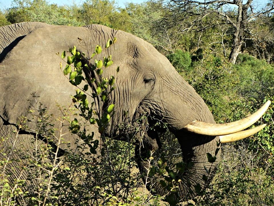African Bush Elephant