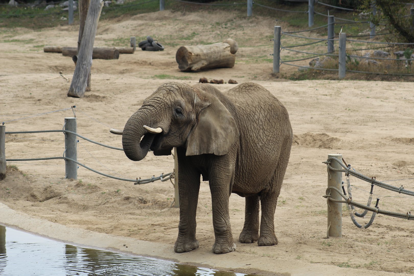 African Bush Elephant