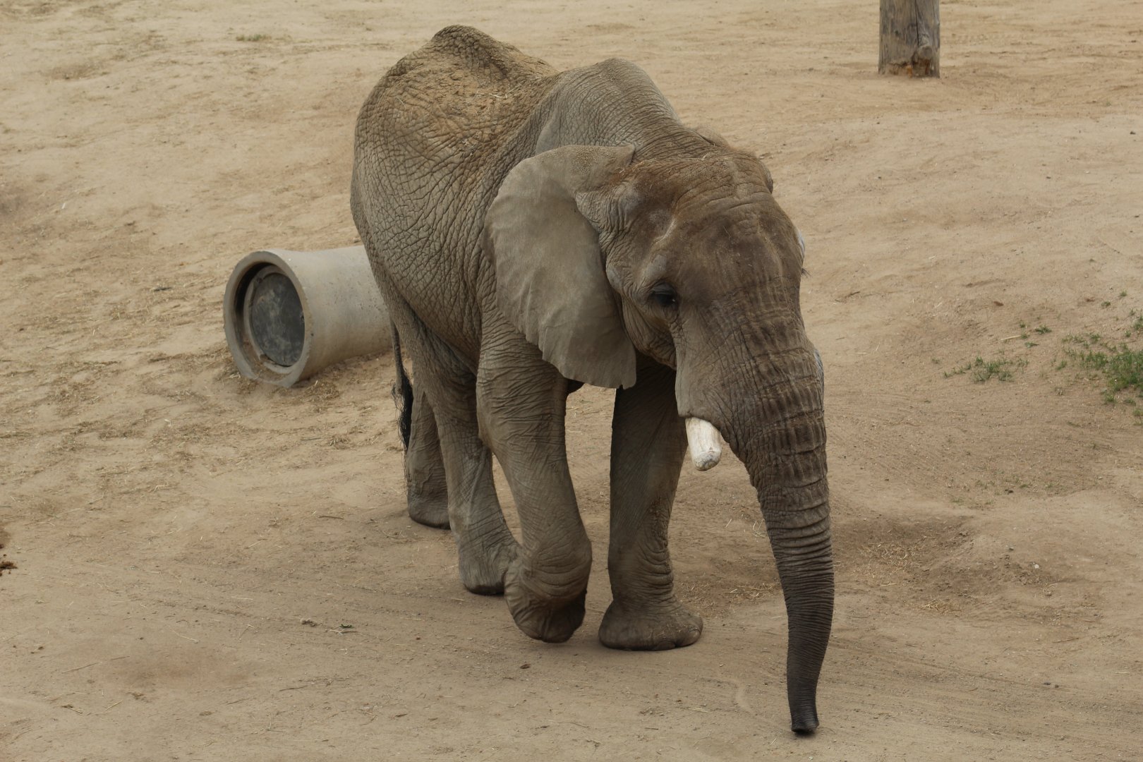 African Bush Elephant