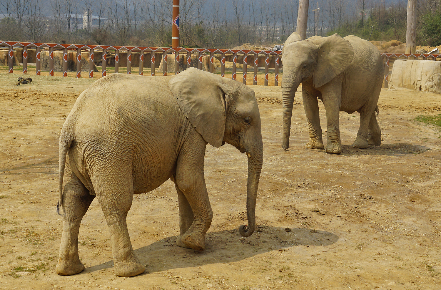 African bush elephant