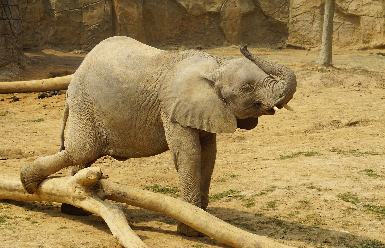 African bush elephant