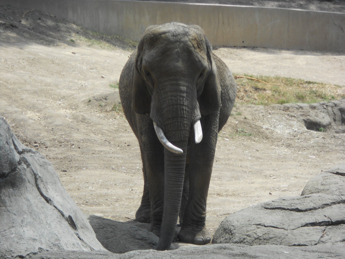African bush elephant