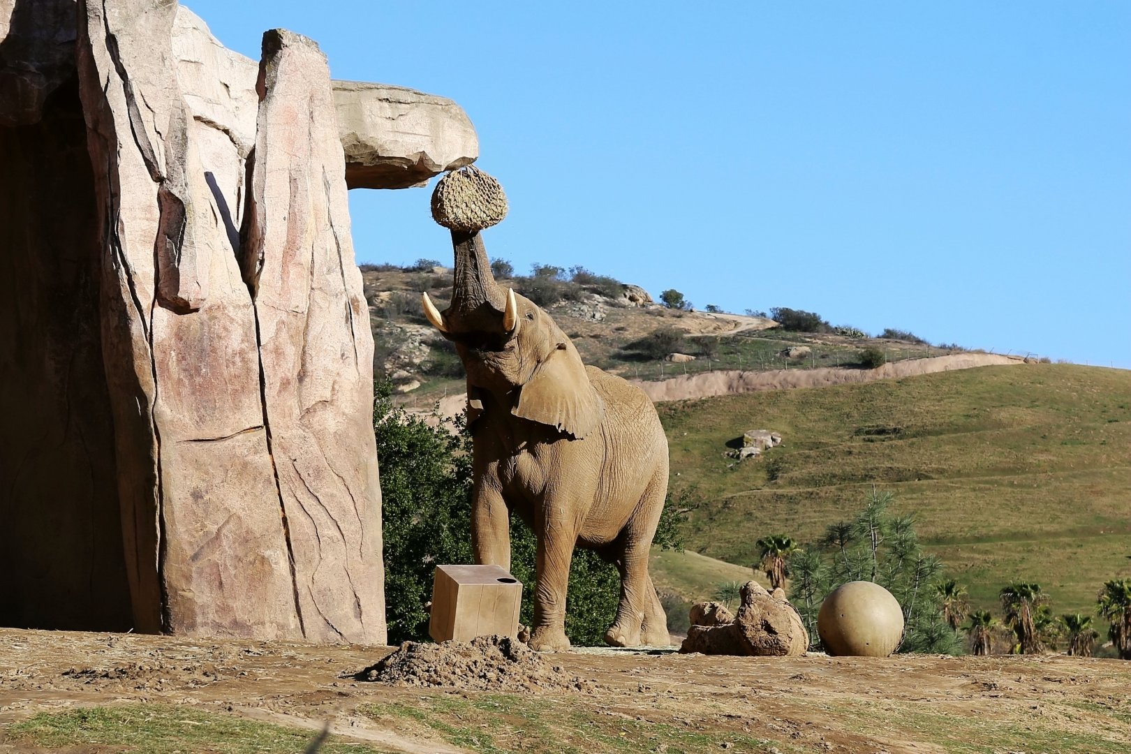 African bush elephant