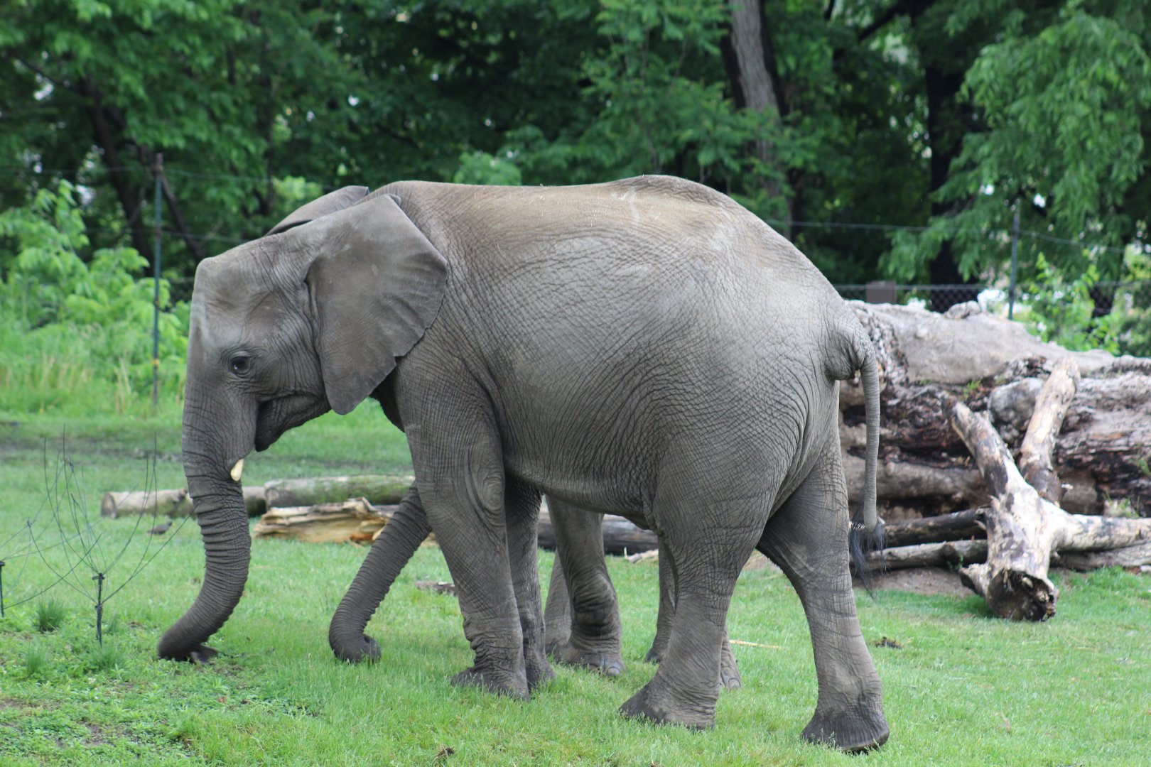 African Bush Elephant