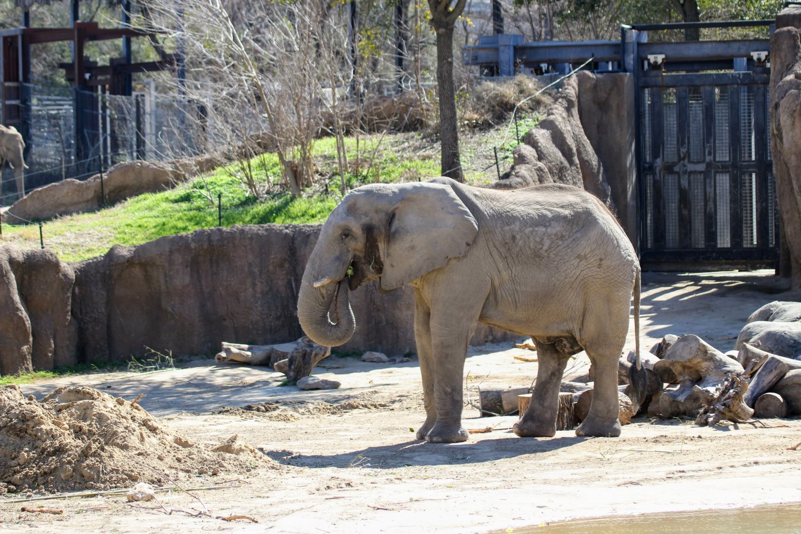 African Bush Elephant