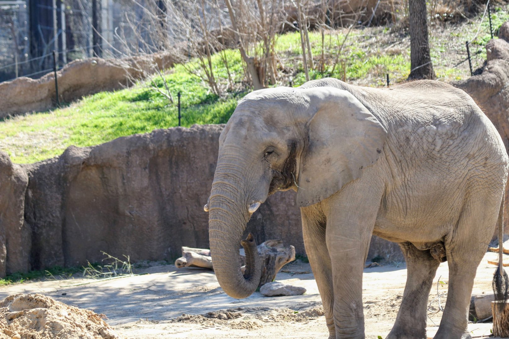 African Bush Elephant