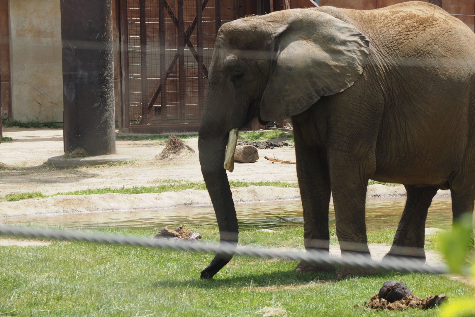 African bush elephant