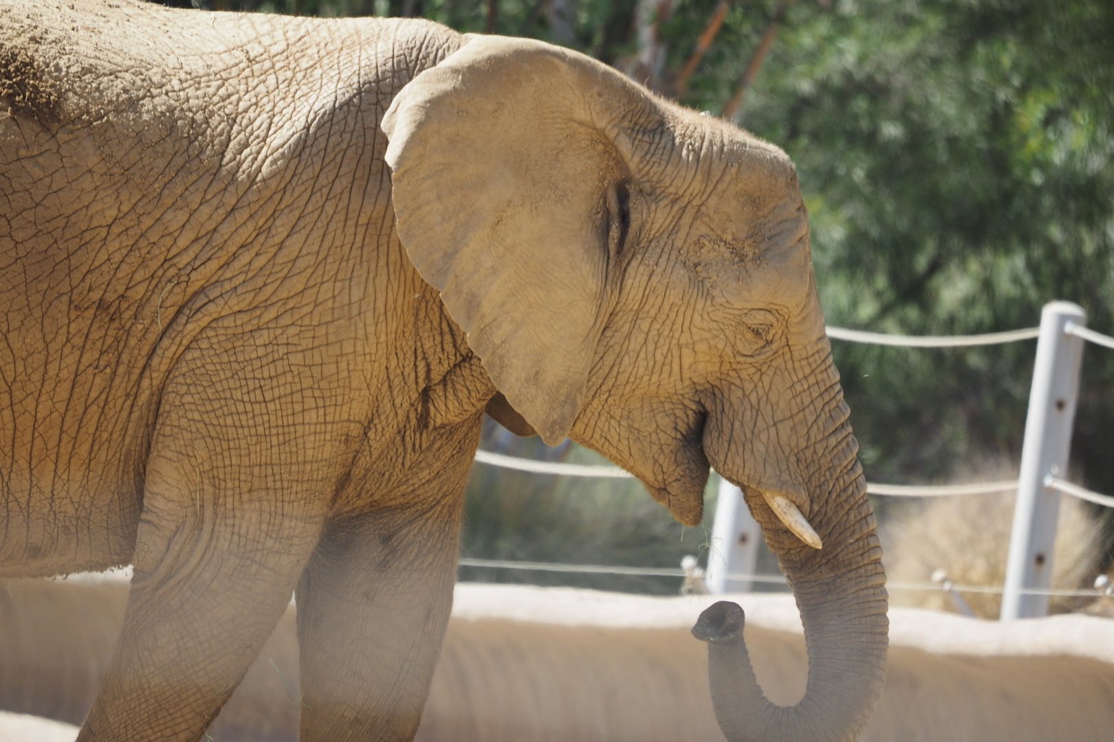African bush elephant