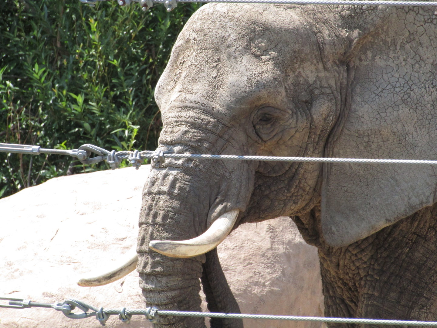 African Bush Elephant