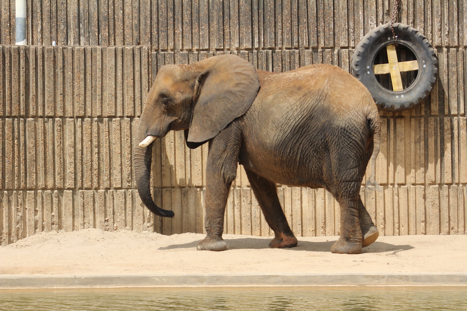 African bush elephant