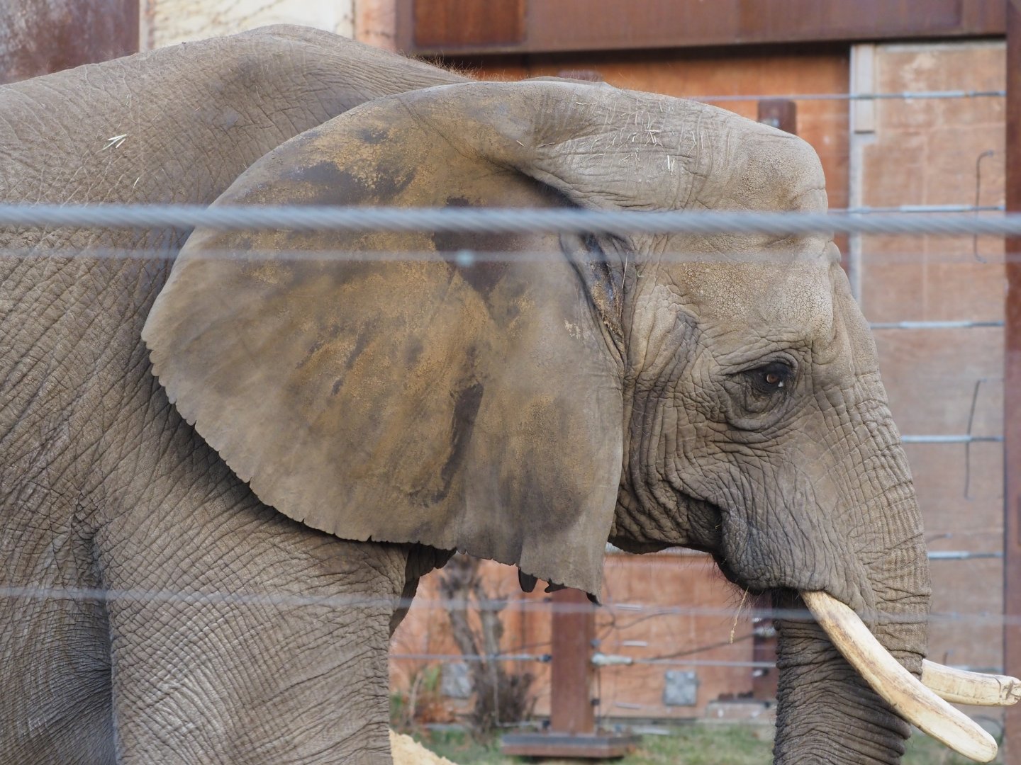 African Bush Elephant