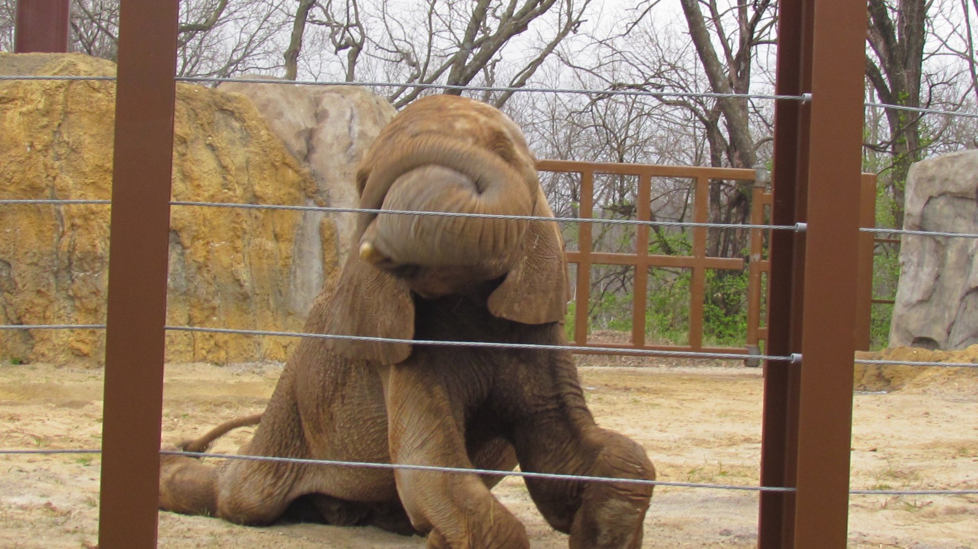African Bush Elephant