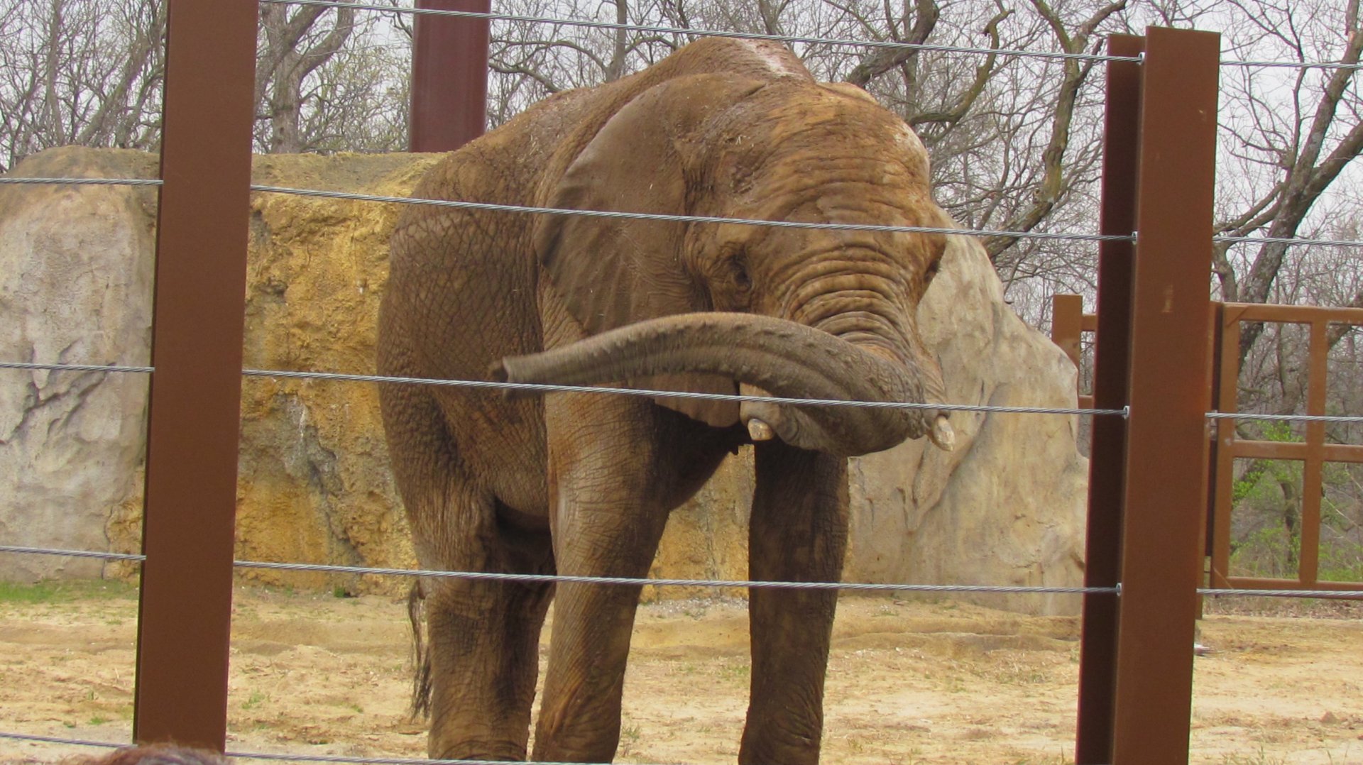 African Bush Elephant
