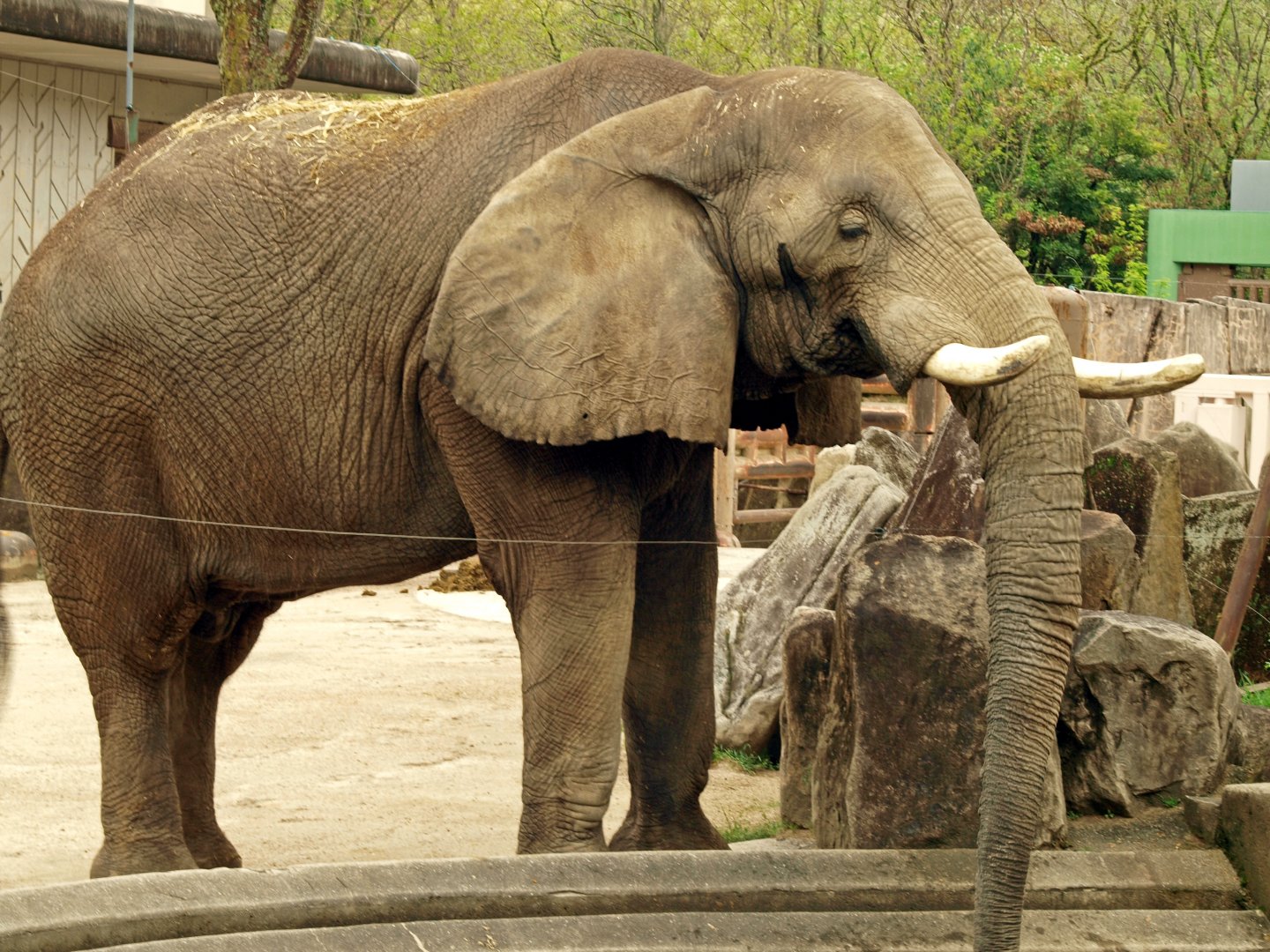 African bush elephant