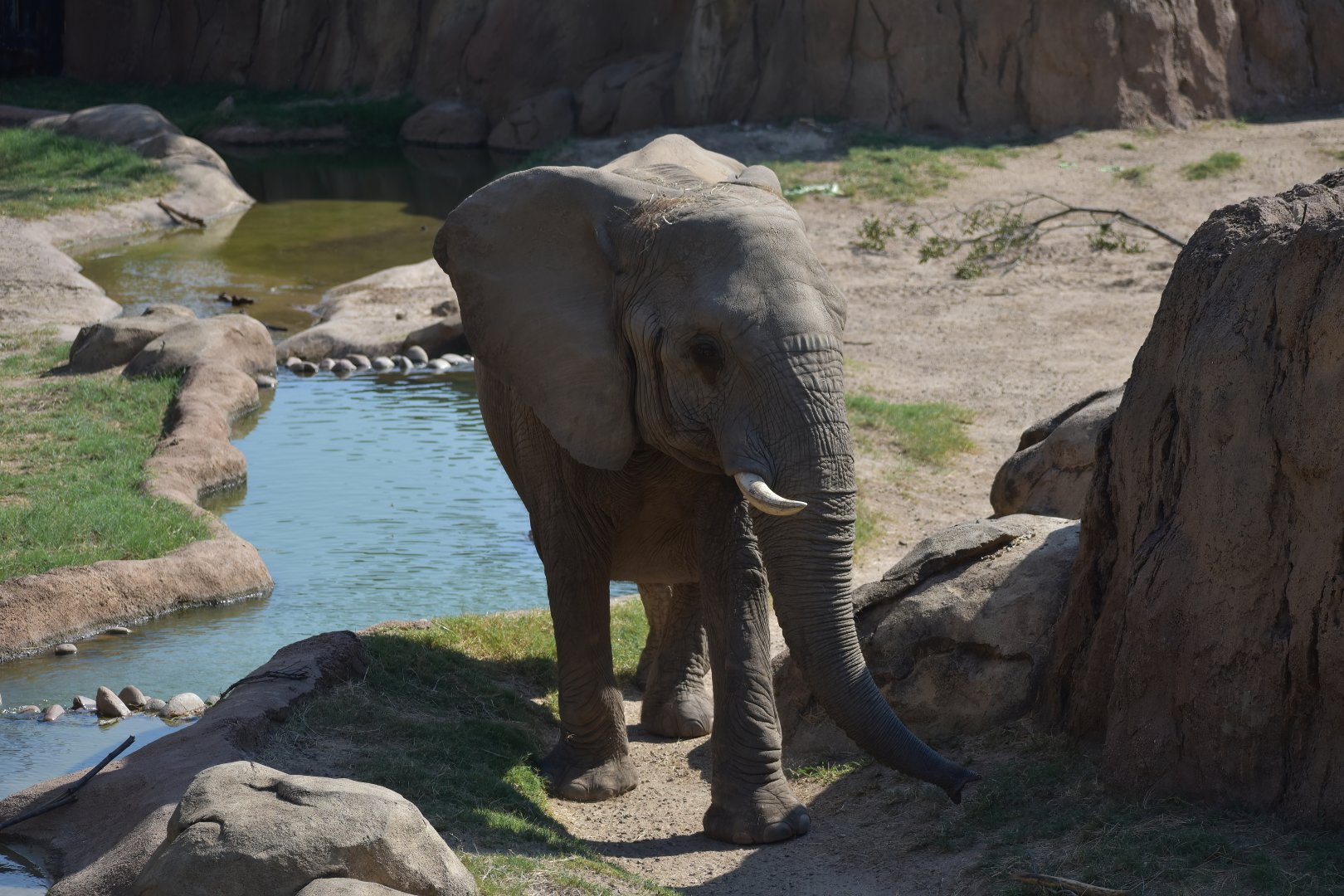African Bush Elephant
