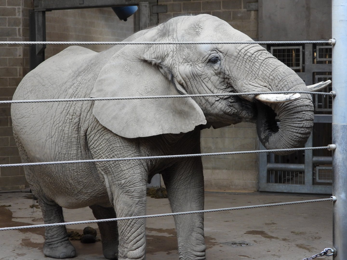 African bush elephant
