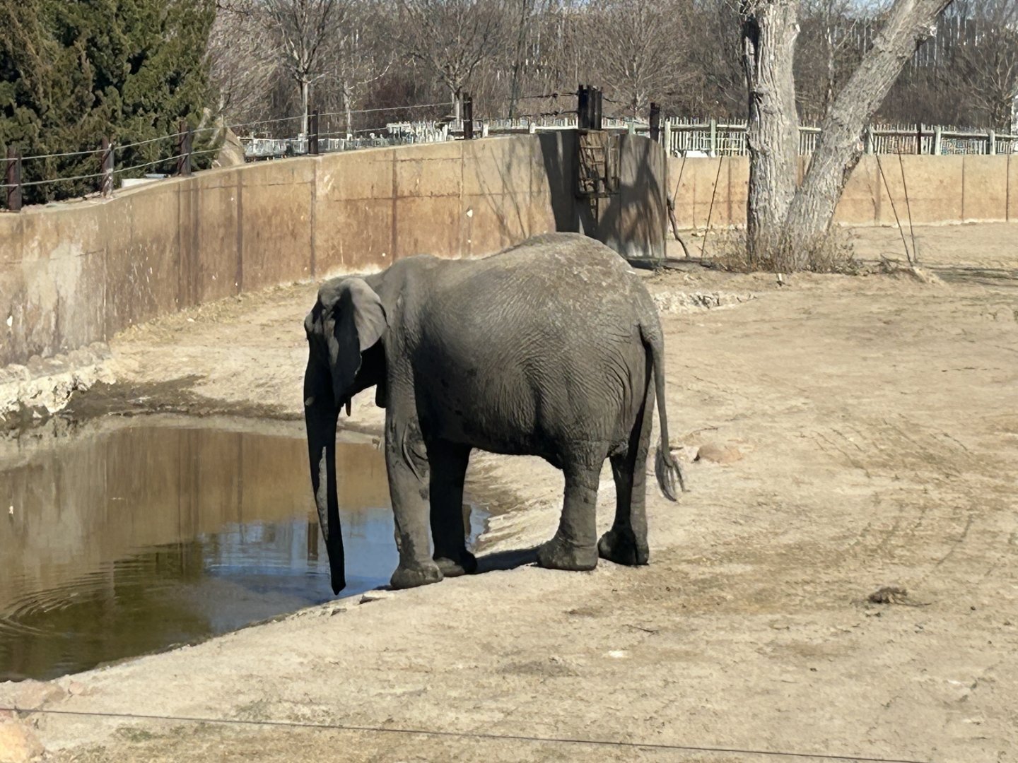 African Bush Elephant