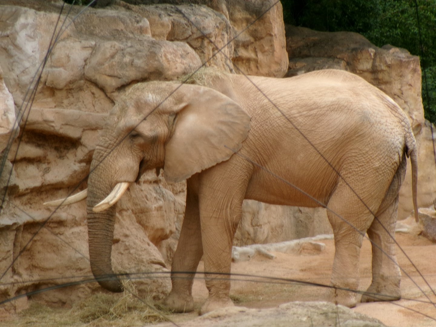 African bush elephant