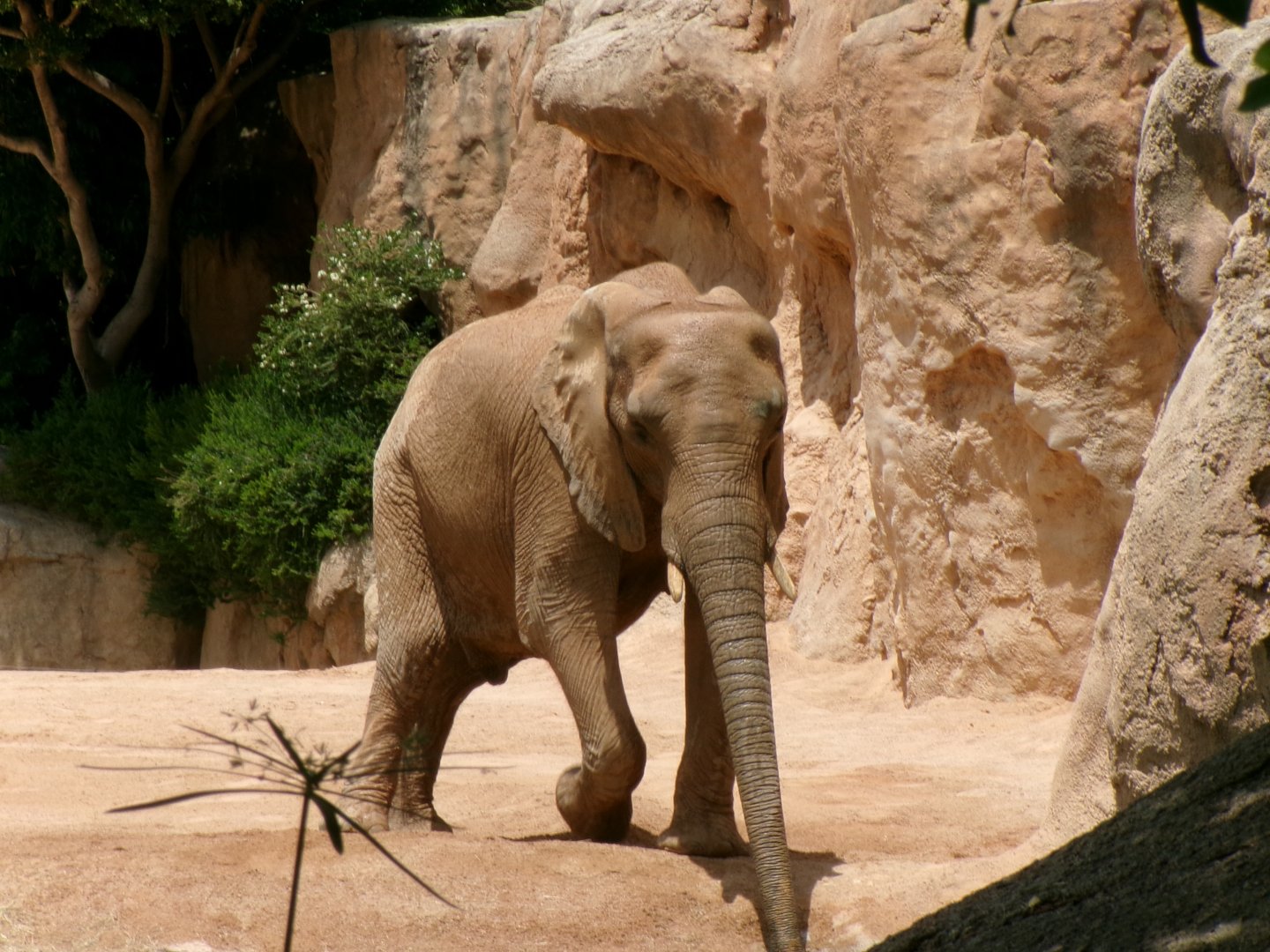 African bush elephant