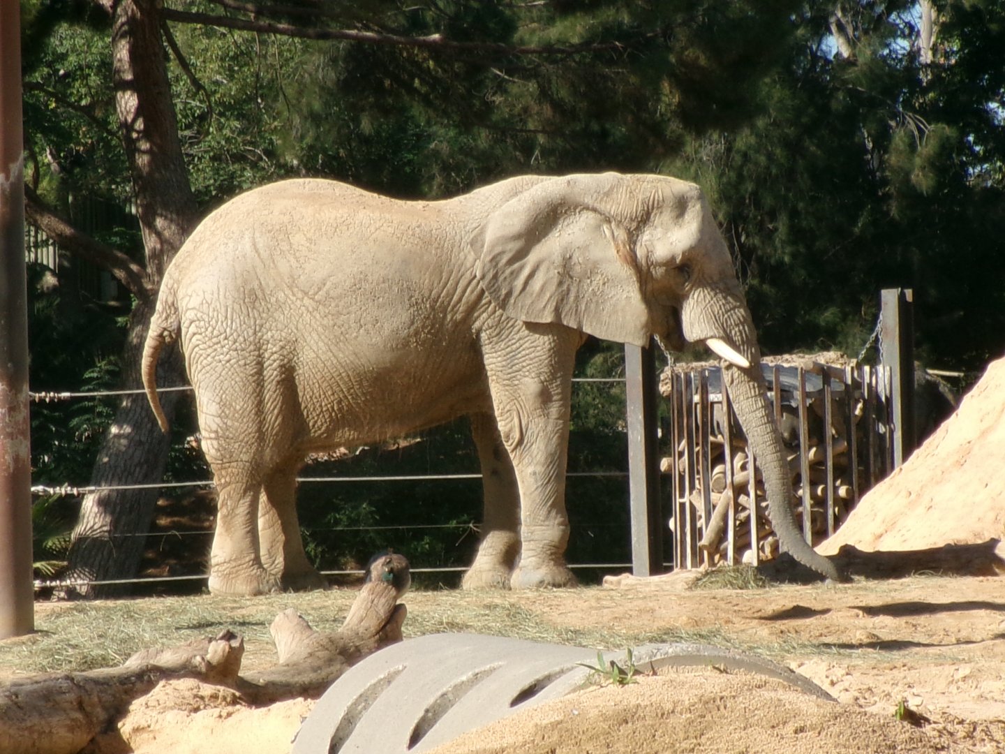 African bush elephant