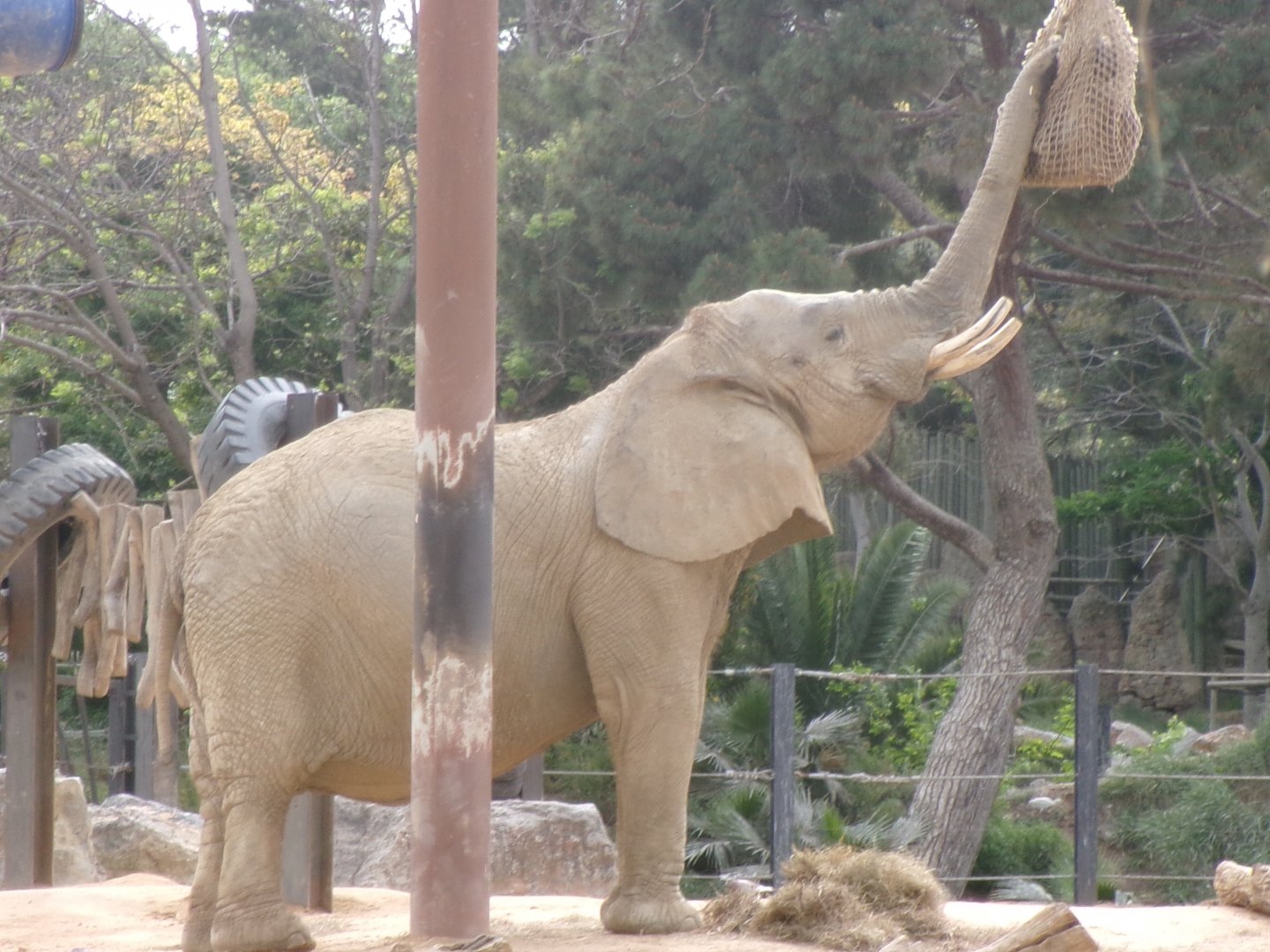 African bush elephant