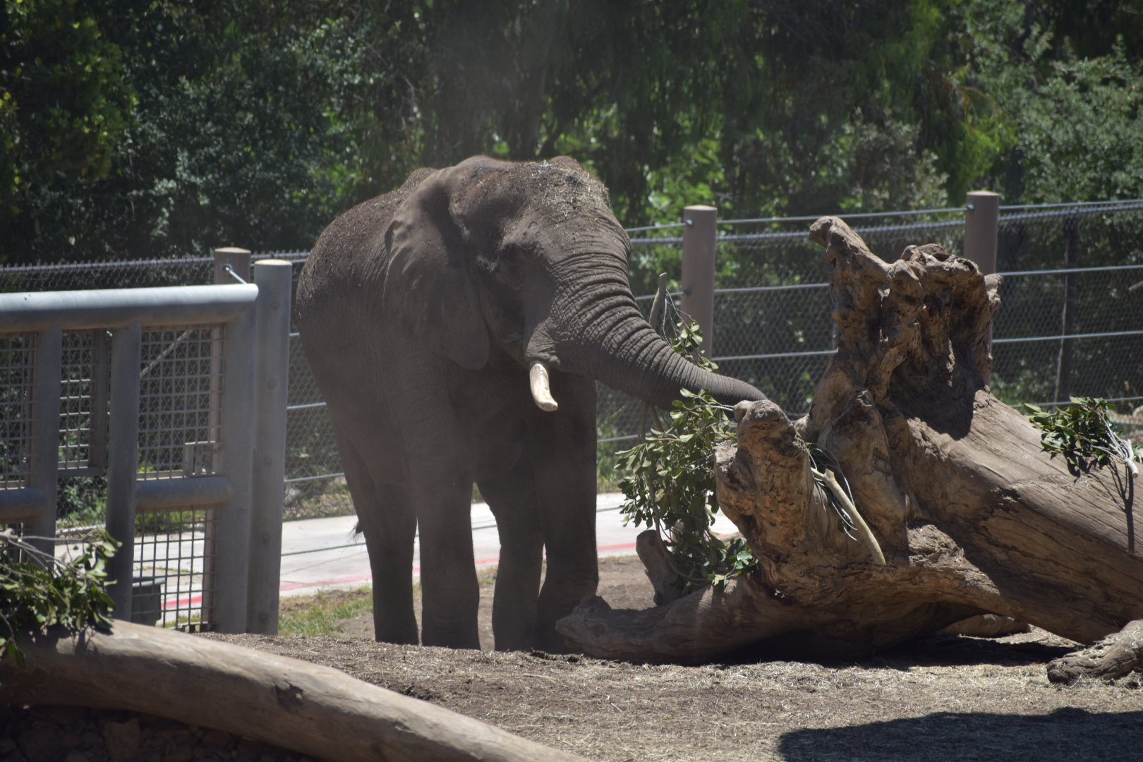 African Bush Elephant