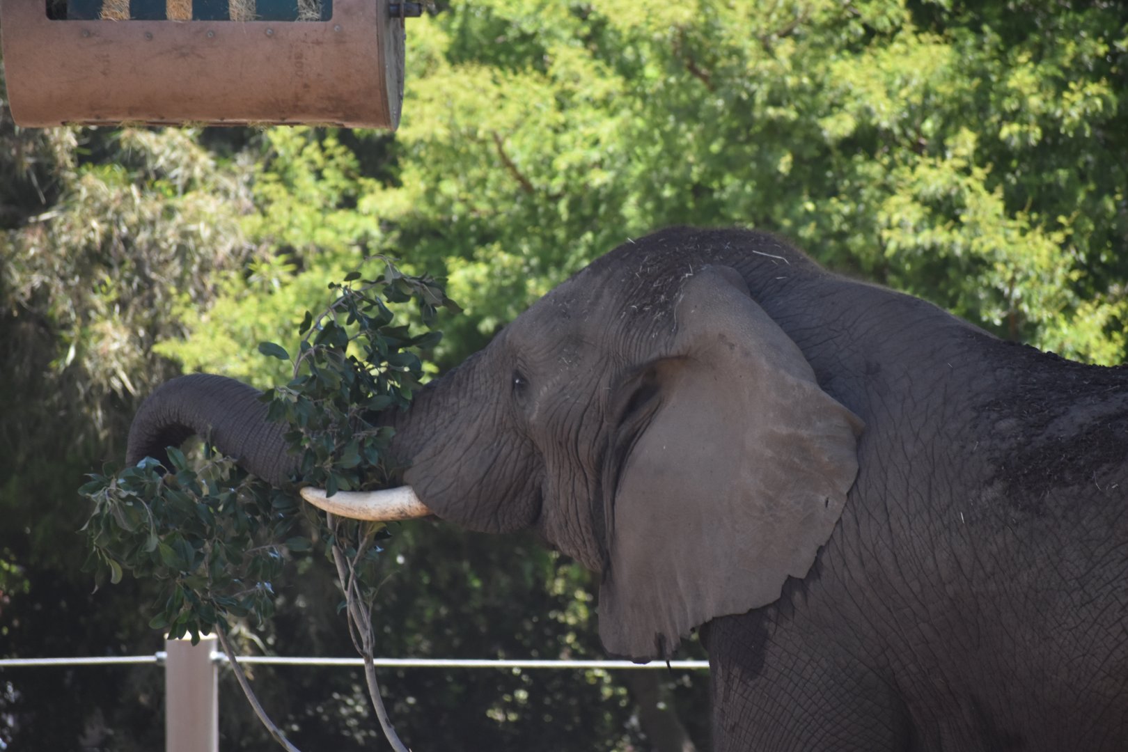 African Bush Elephant