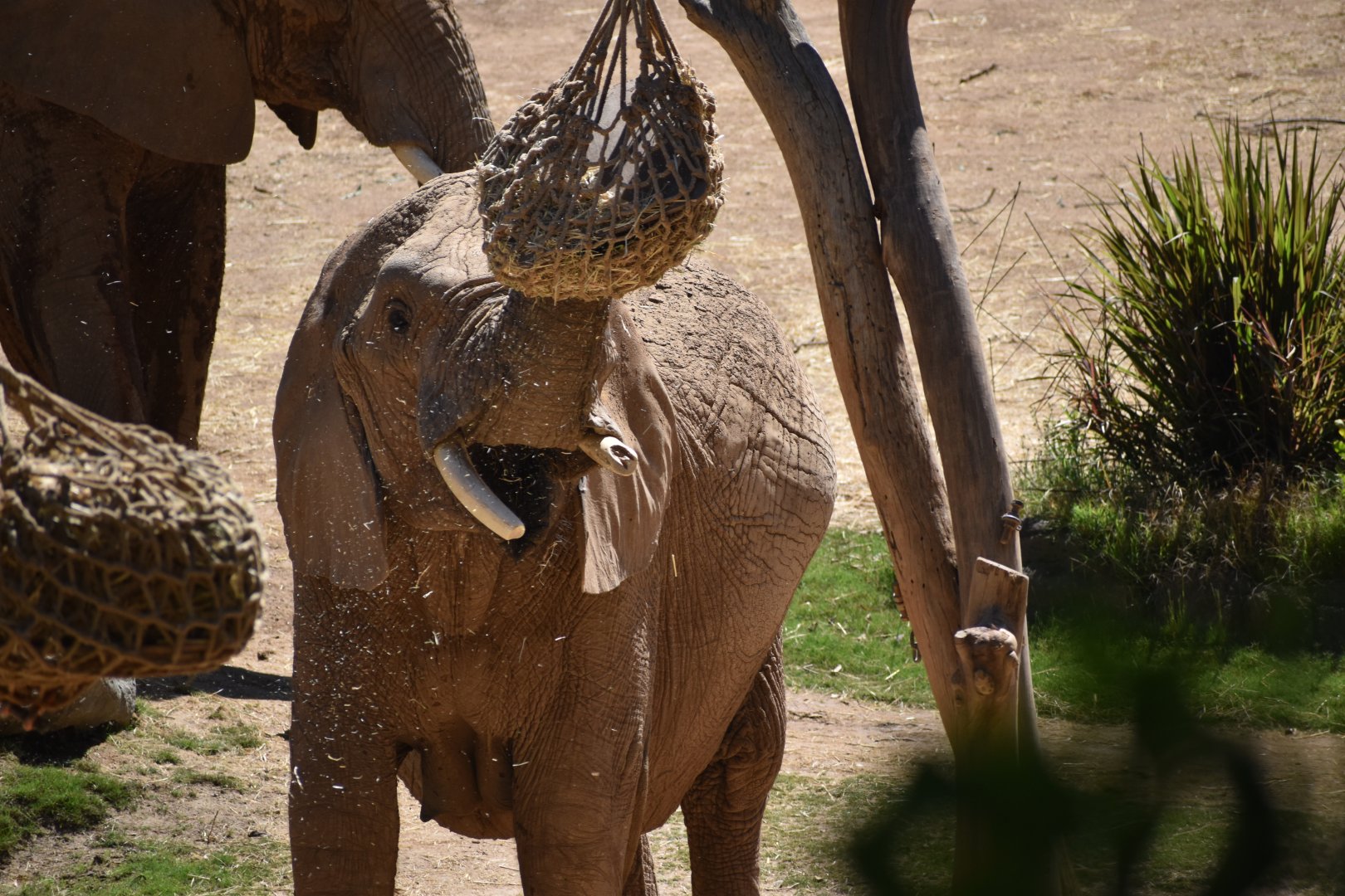 African Bush elephant