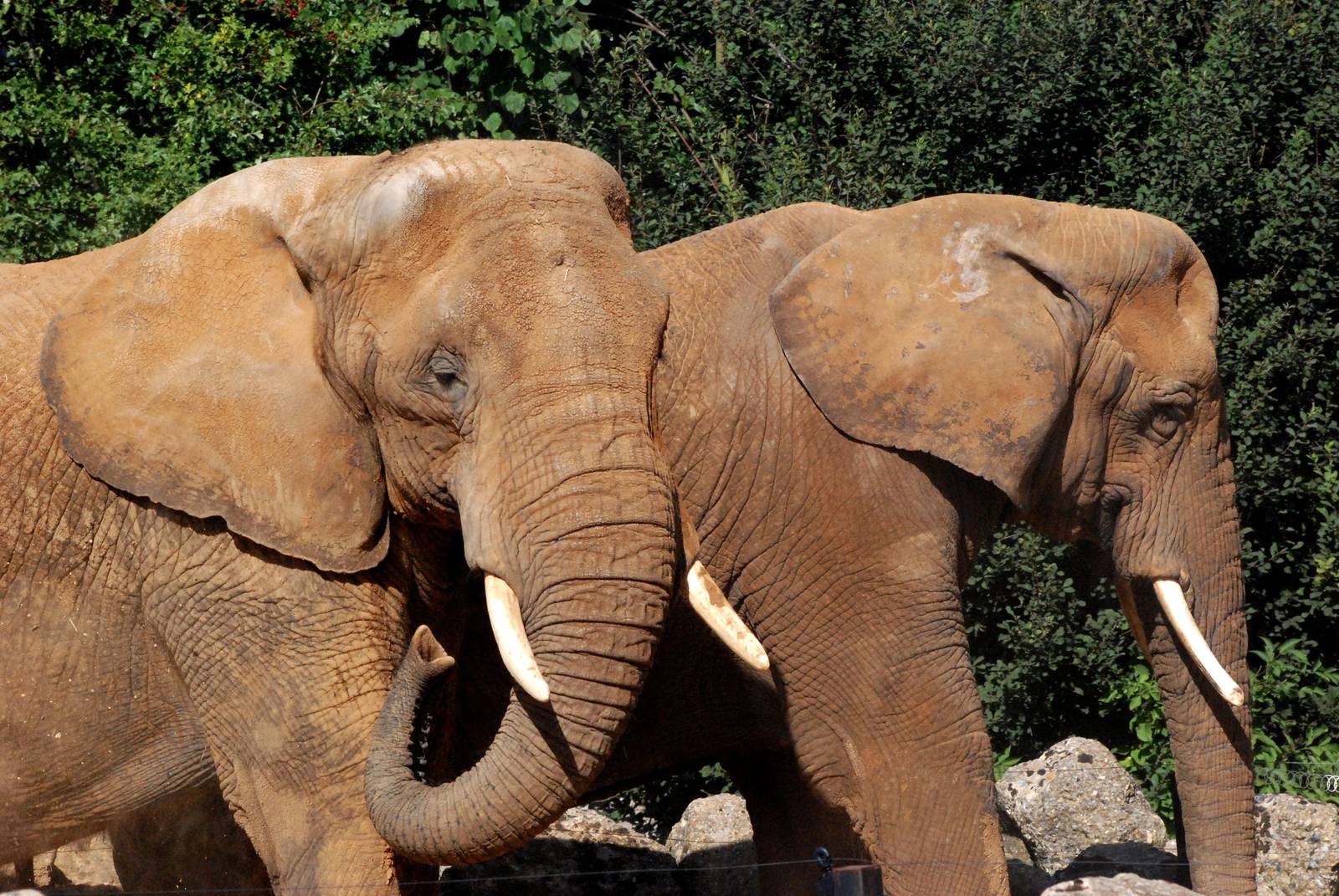 African Bush Elephants at Colchester, 31/08/13