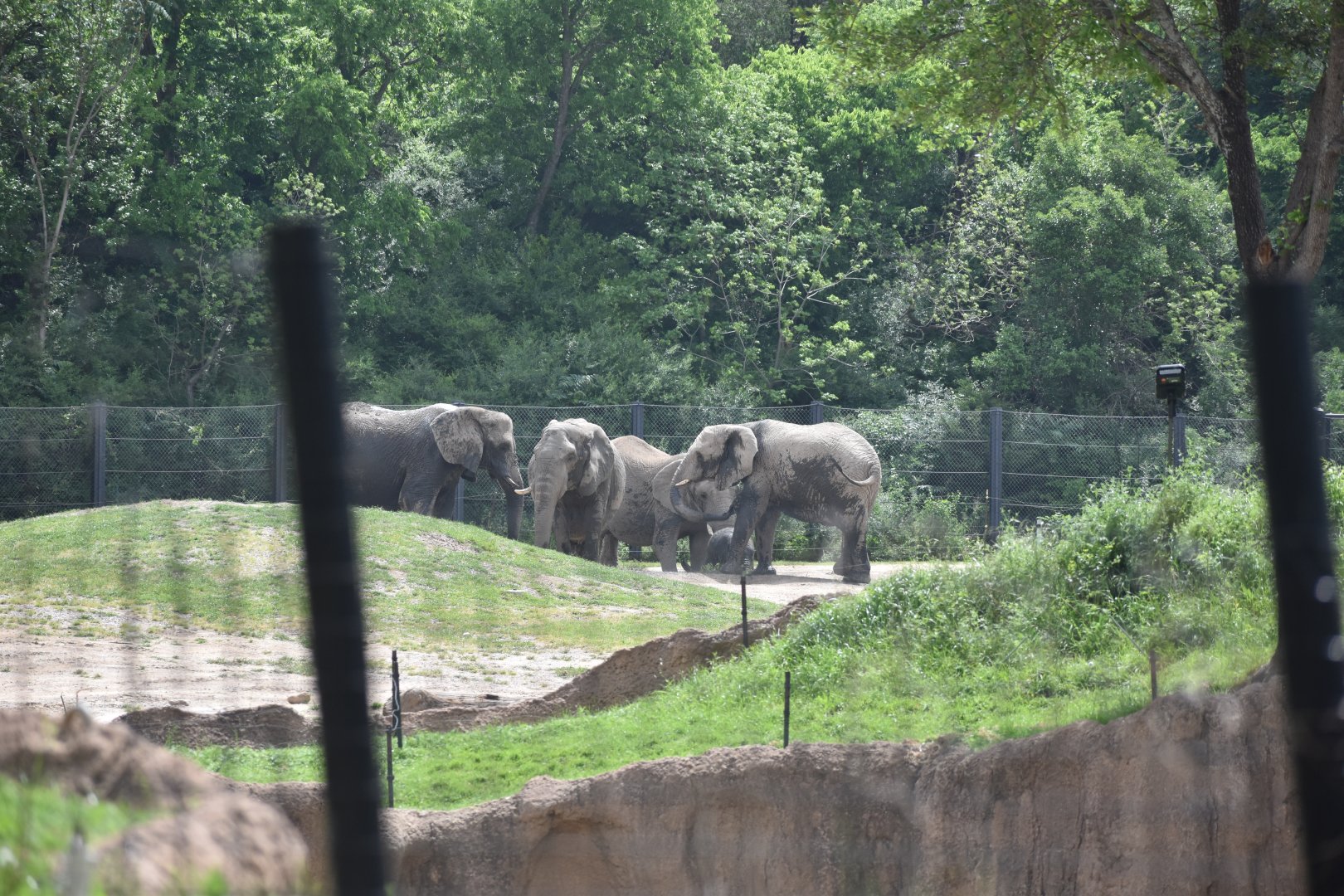 African Bush Elephants from Afar
