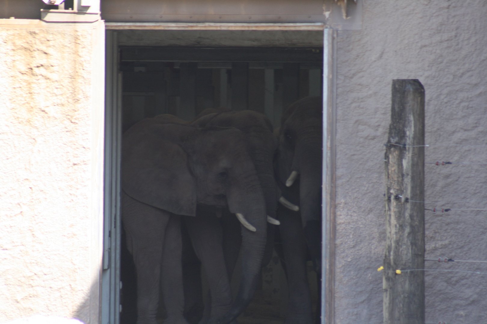 African Bush Elephants "Genny C." Right, "Moki" Middle, "Lilac" Left