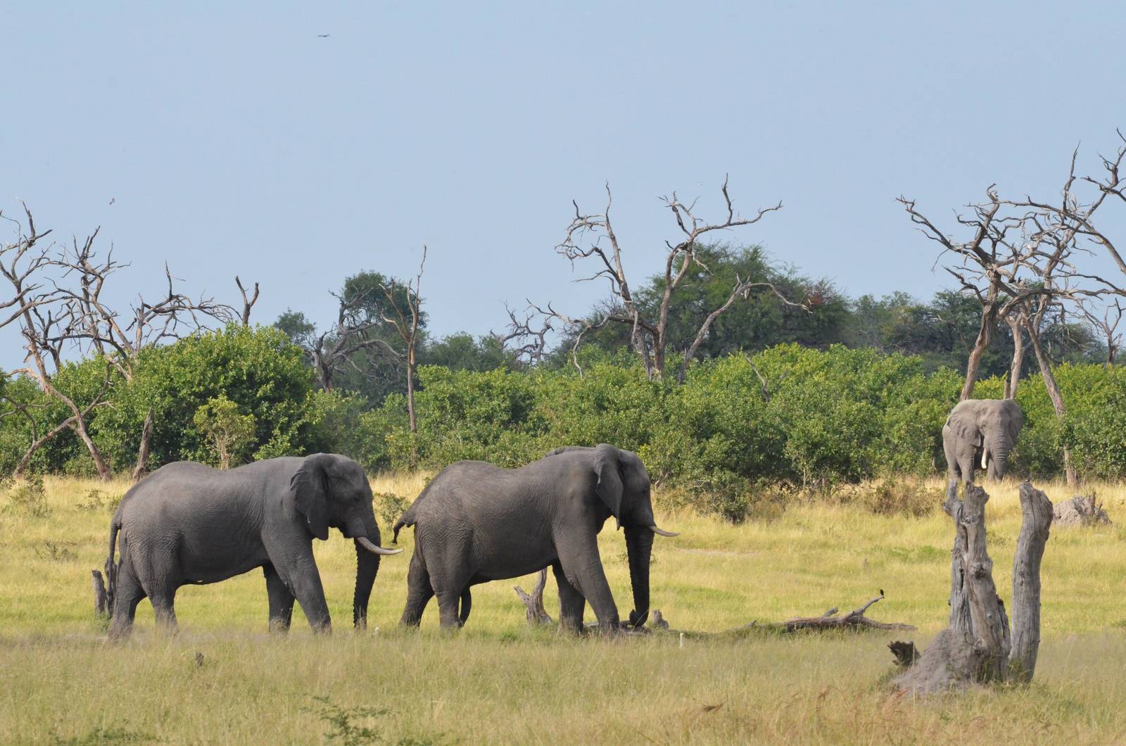 African Bush Elephants, Khwai Community Area, Botswana, 24/04/16