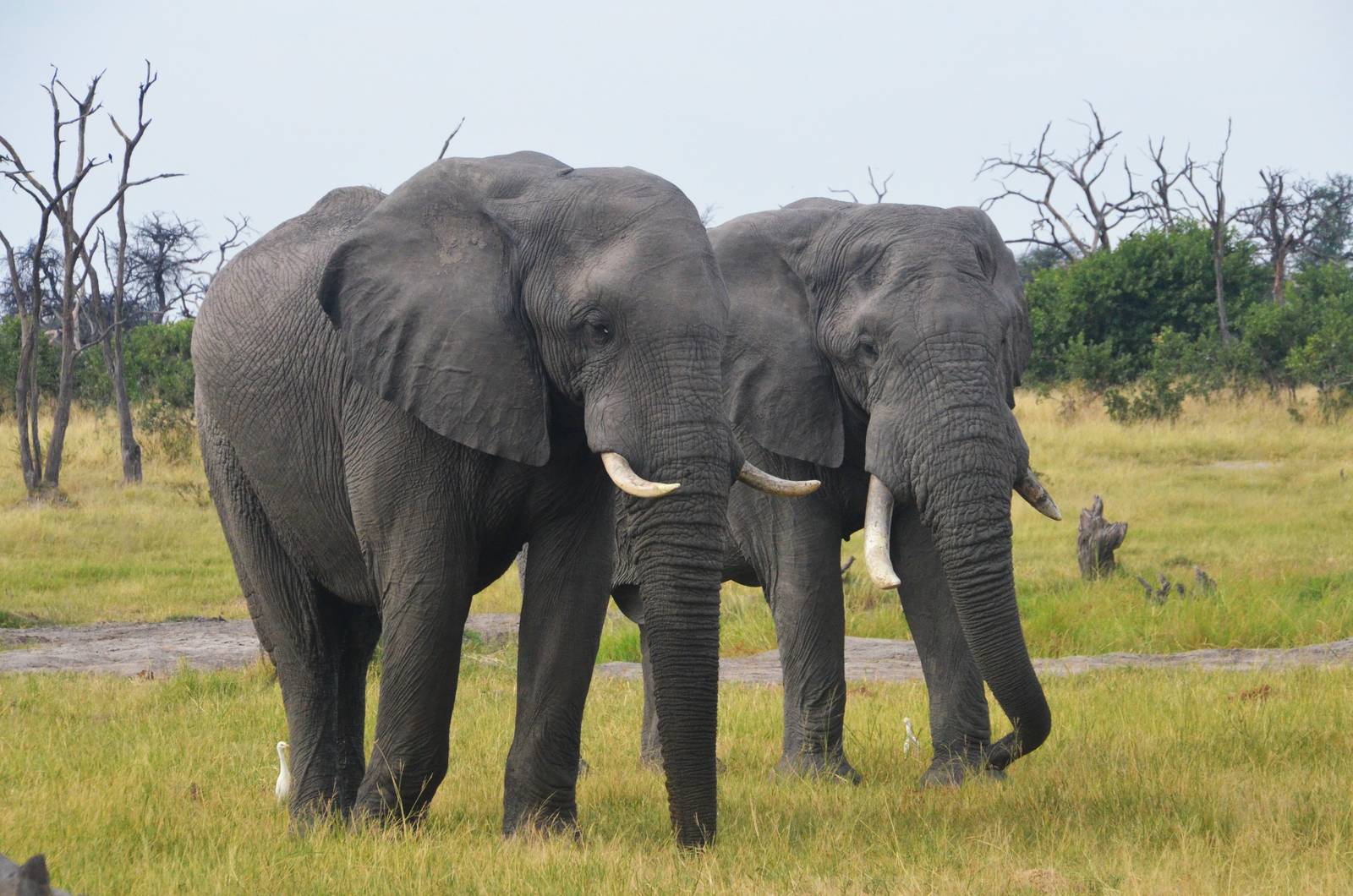 African Bush Elephants, Khwai Community Area, Botswana, 24/04/16