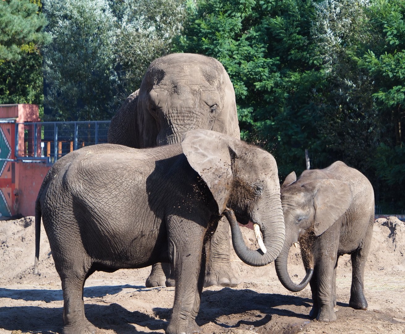African bush elephants (Loxodonta africana),  2019-09-15