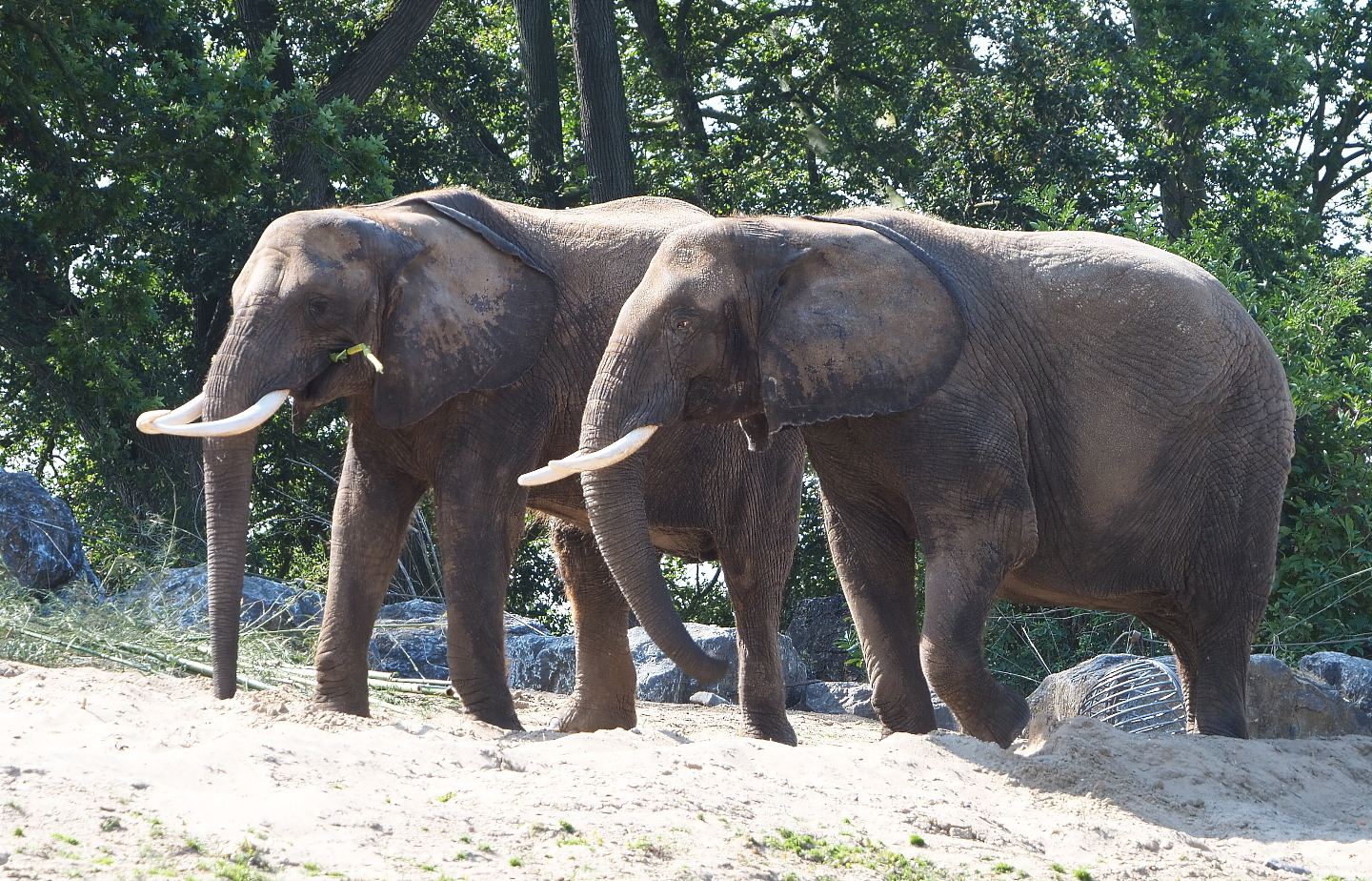 African bush elephants (Loxodonta africana), 2021-09-02