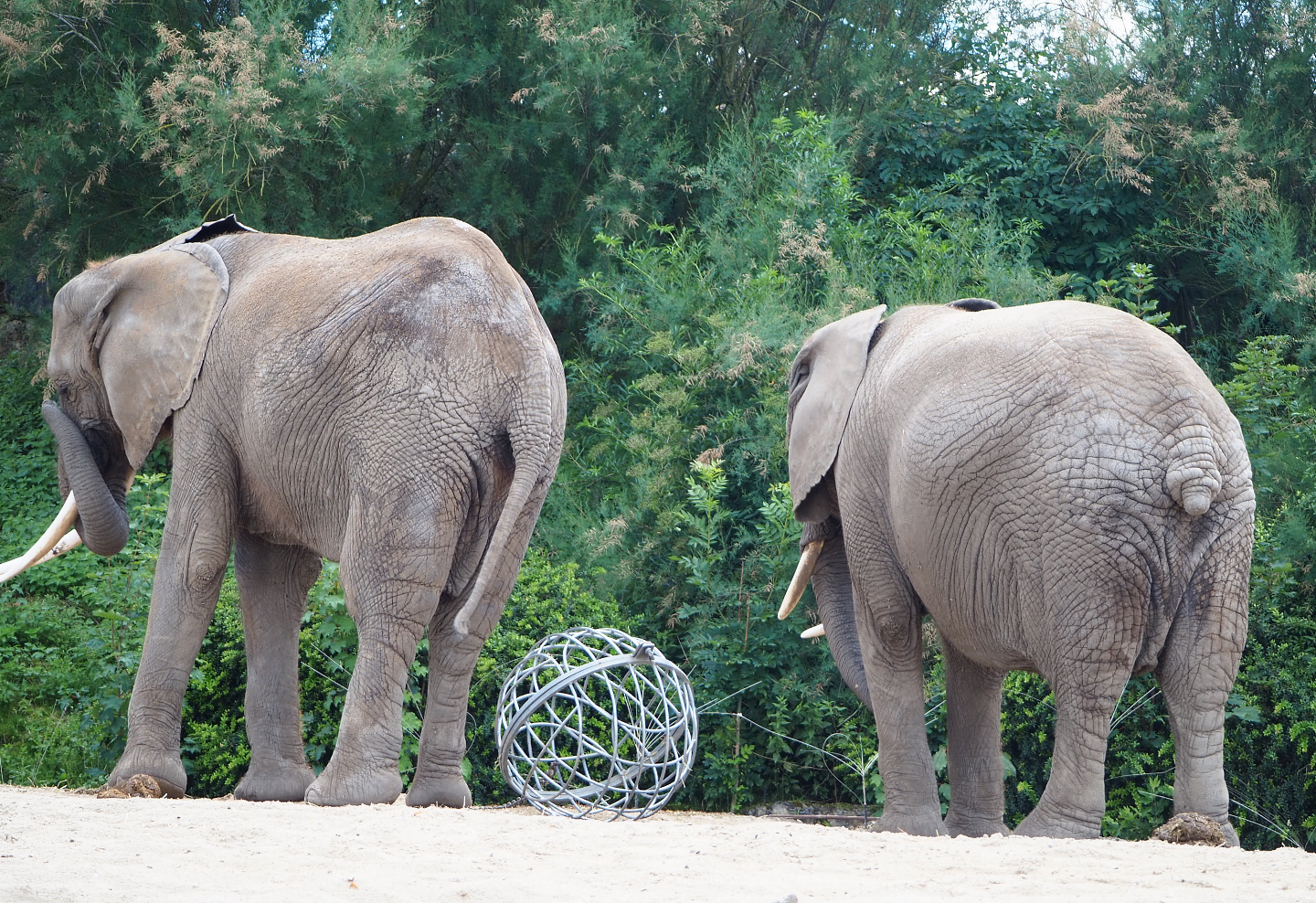African bush elephants (Loxodonta africana), 2022-06-28