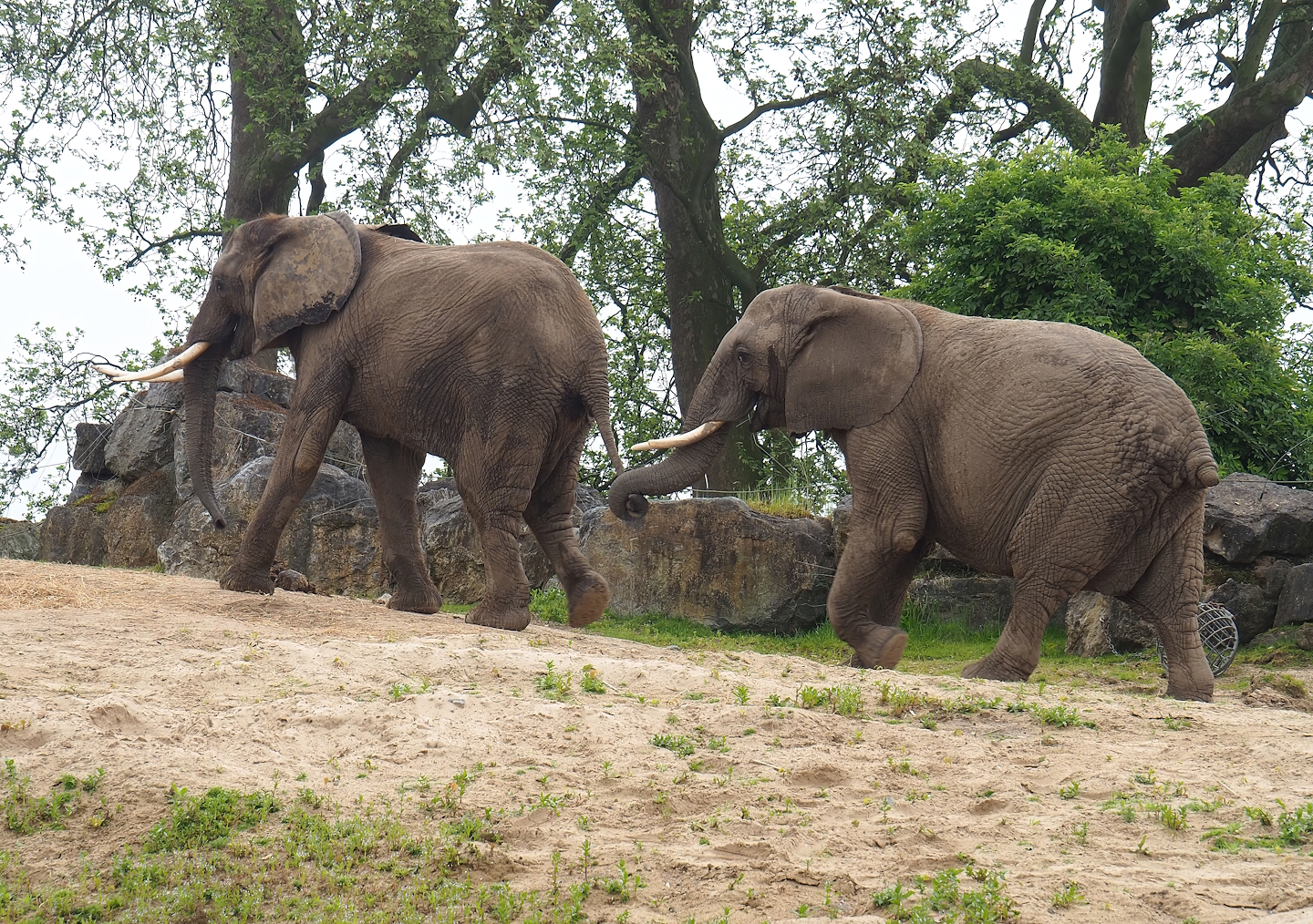 African bush elephants (Loxodonta africana), 2023-05-15