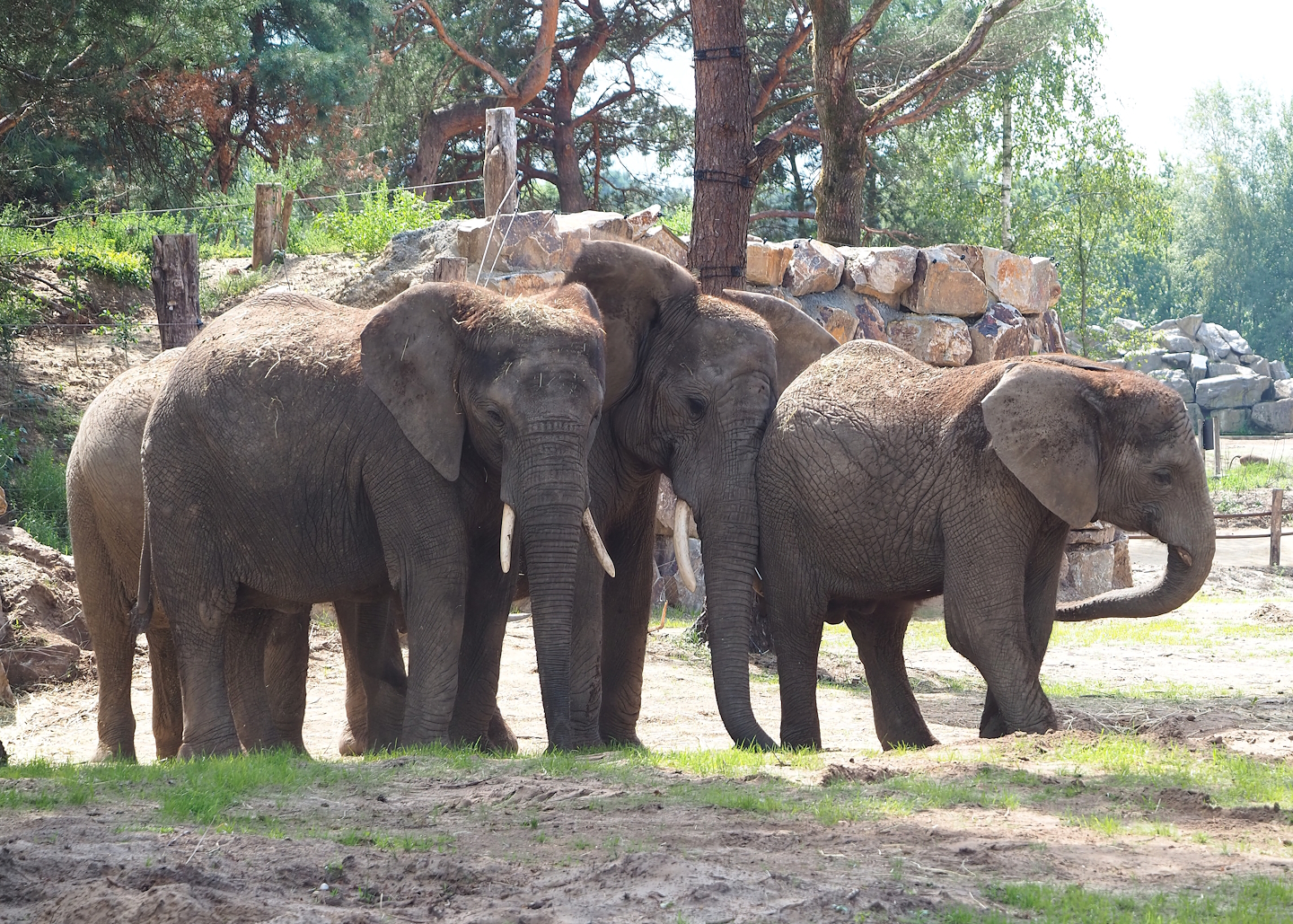 African bush elephants (Loxodonta africana), 2023-08-15