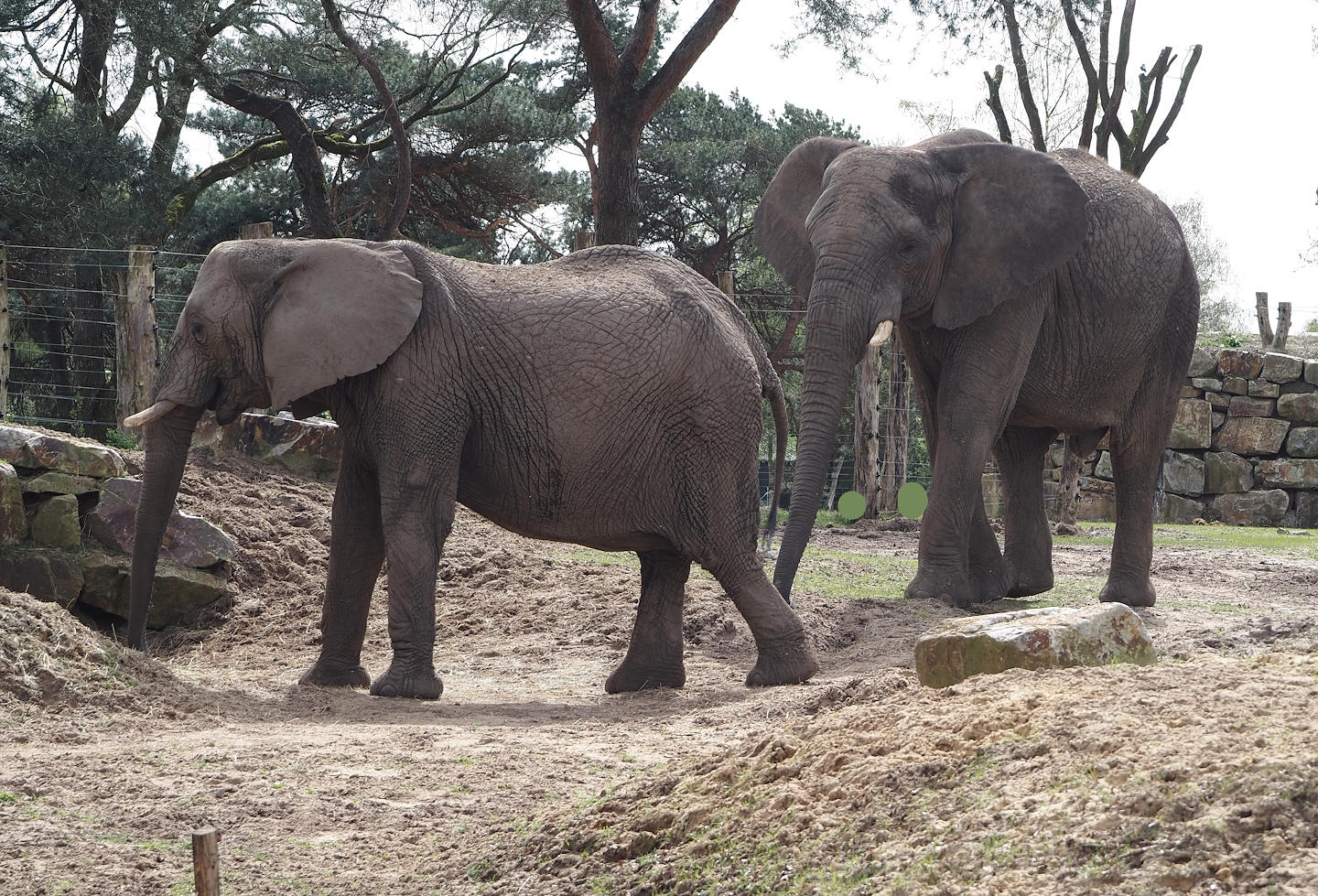 African bush elephants (Loxodonta africana), 2024-04-06