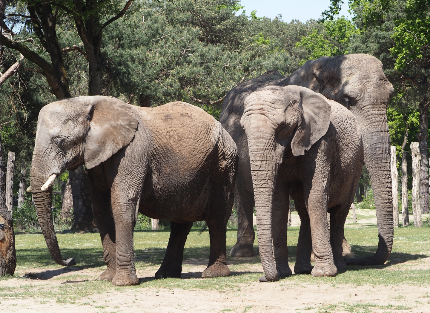 African bush elephants (Loxodonta africana), 2025-04-30