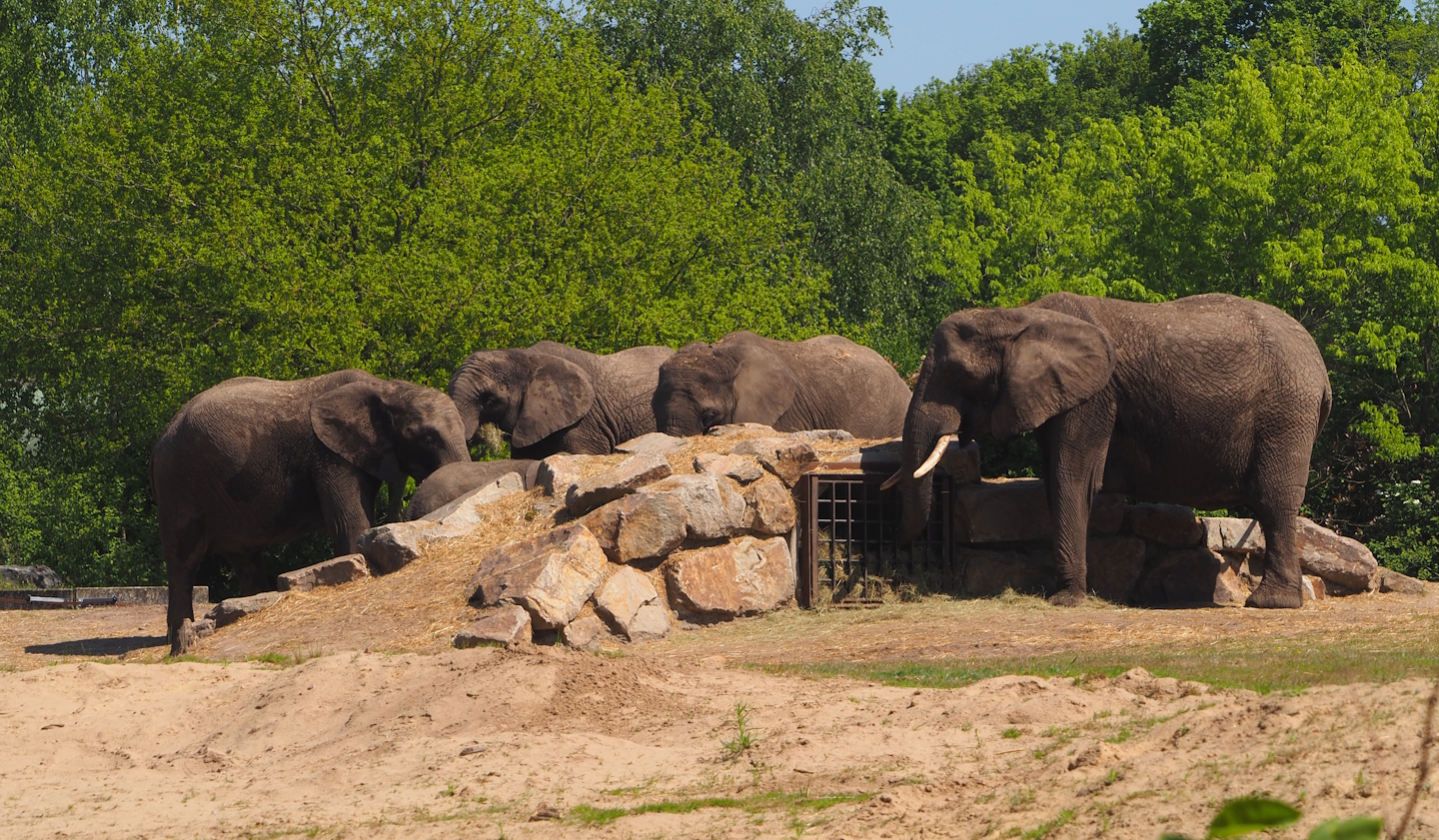 African bush elephants (Loxodonta africana), 2025-04-30