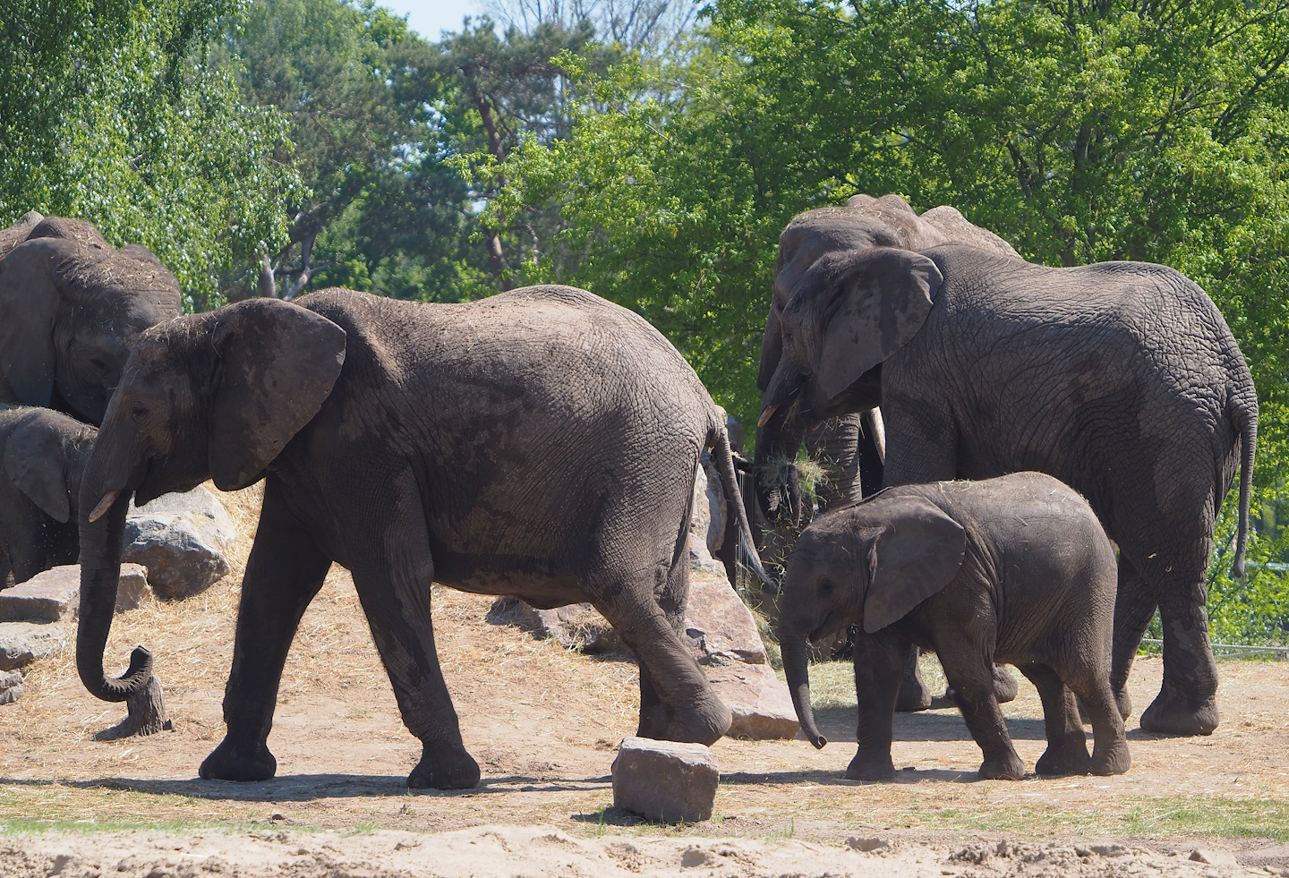 African bush elephants (Loxodonta africana), 2025-04-30