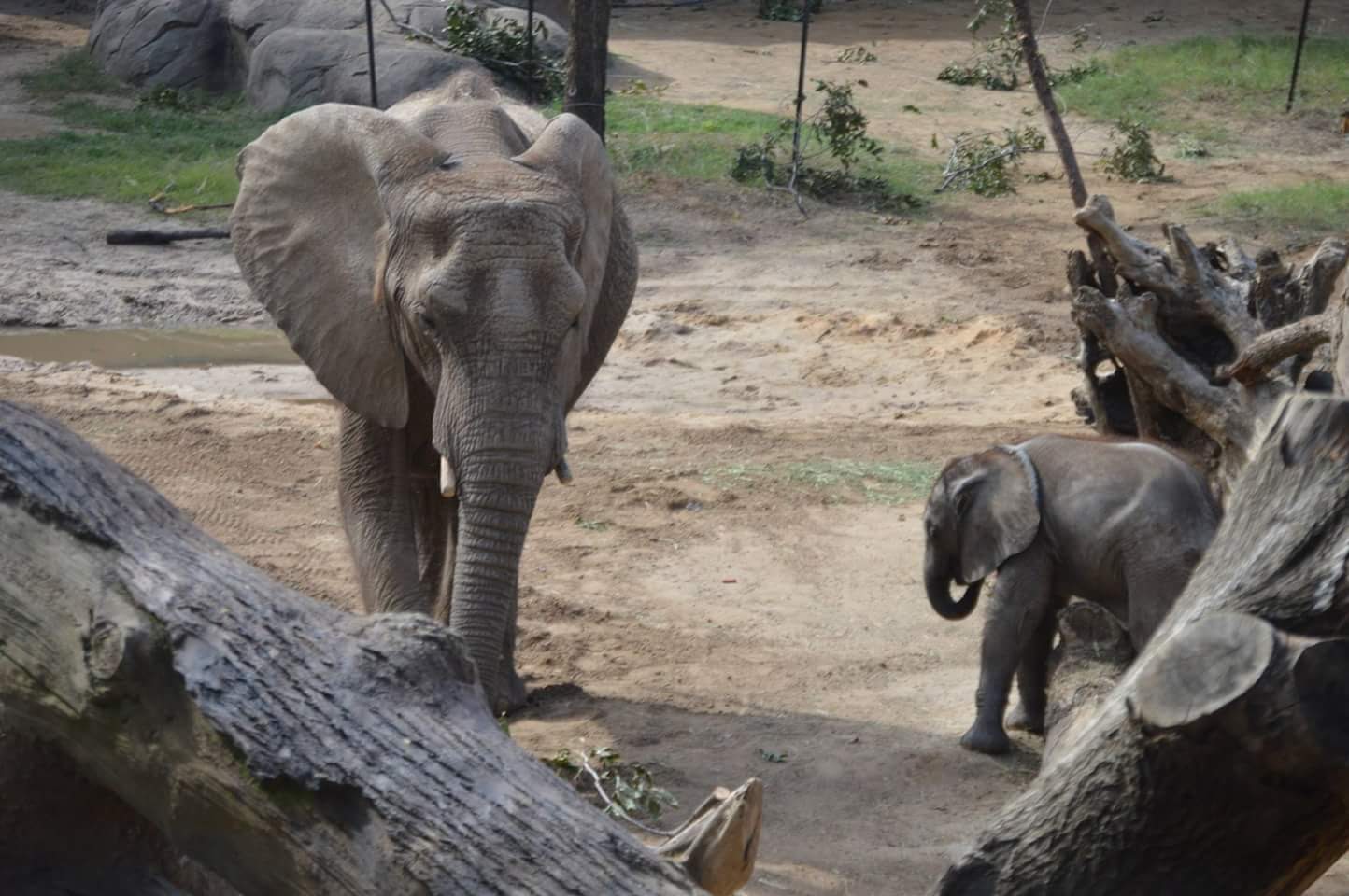 African Bush Elephants (Loxodonta africana)