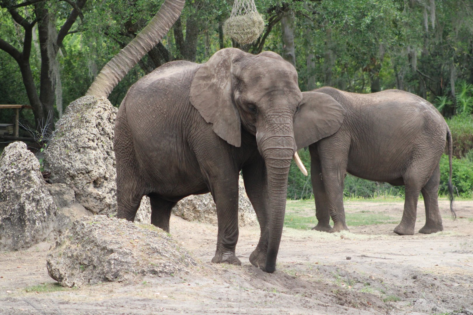 African Bush Elephants (Loxodonta africana)