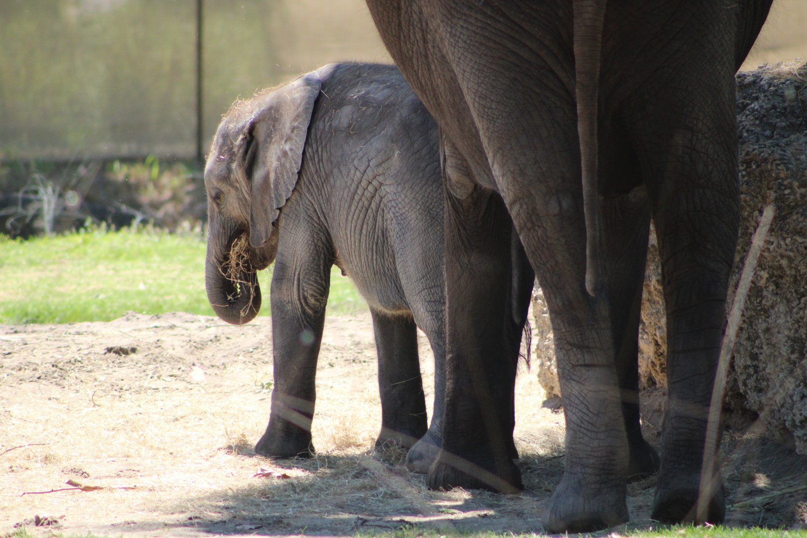 African Bush Elephants (Loxodonta africana)