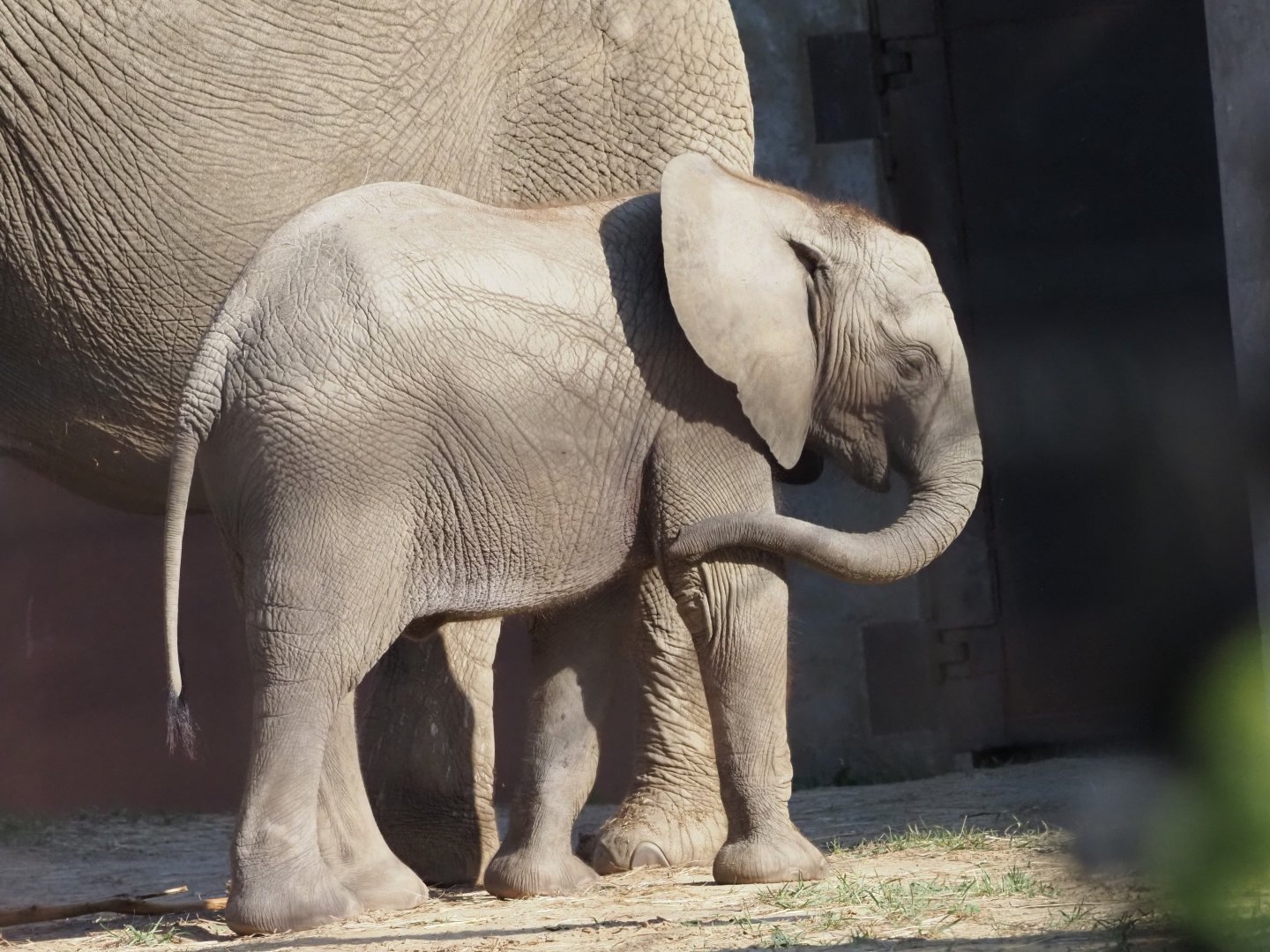 African Bush Elephants Mother "Renee" and Daughter "Kirkja" 1