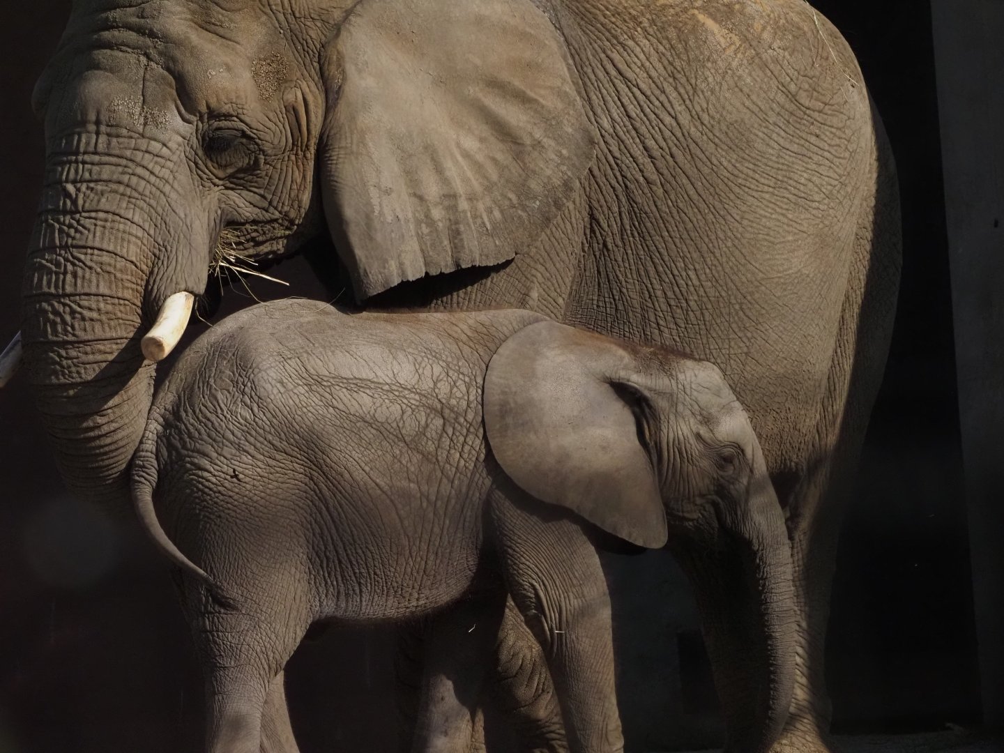 African Bush Elephants Mother "Renee" and Daughter "Kirkja" 2