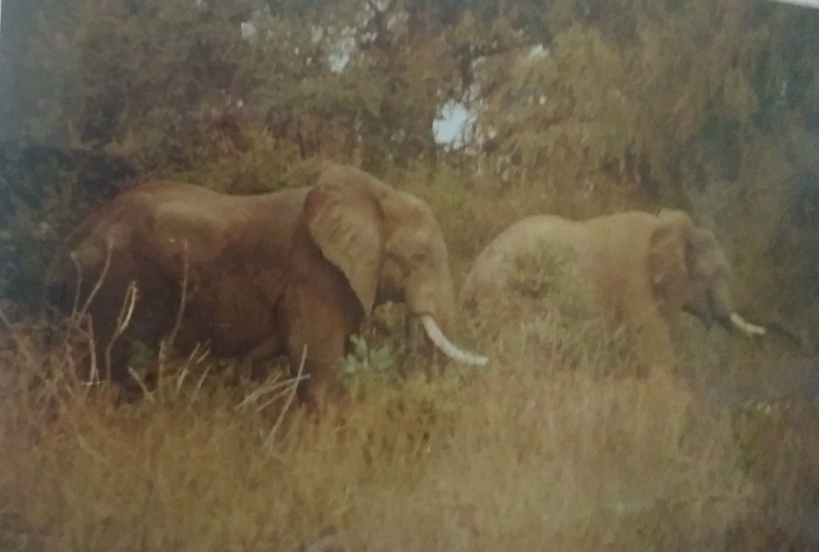 African Bush Elephants on edge of Zambezi River May 1983
