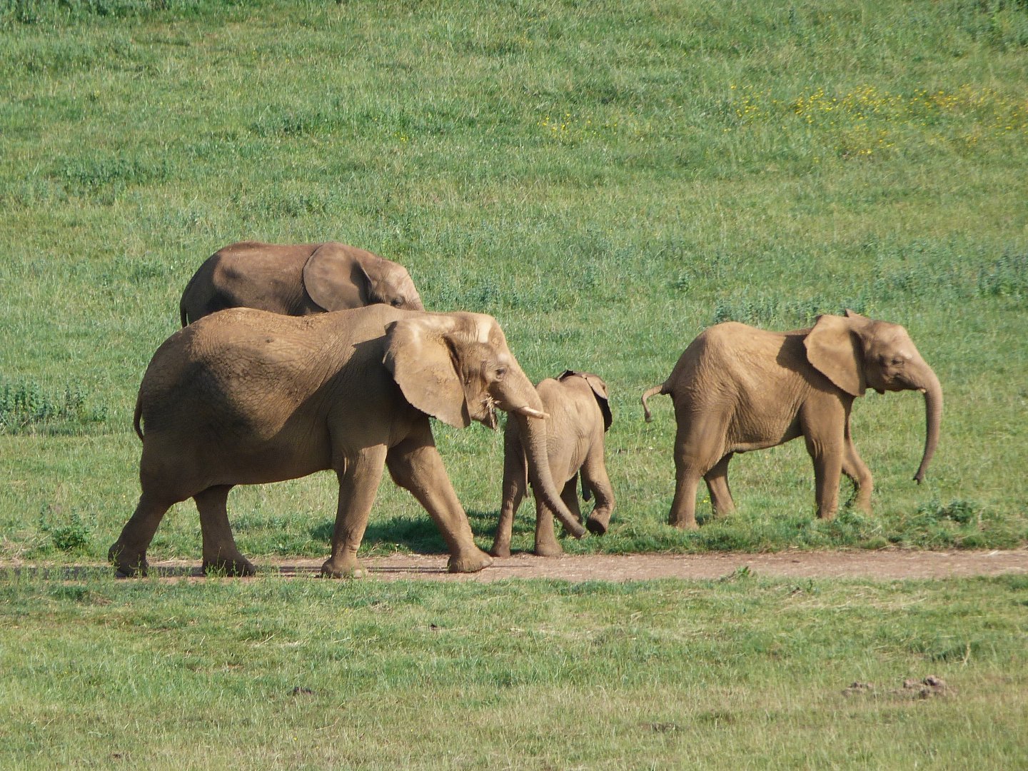 African bush elephants -Parque de la Naturaleza de Cabárceno (2025)