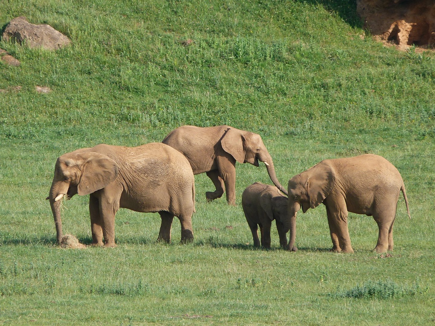African bush elephants -Parque de la Naturaleza de Cabárceno (2025)